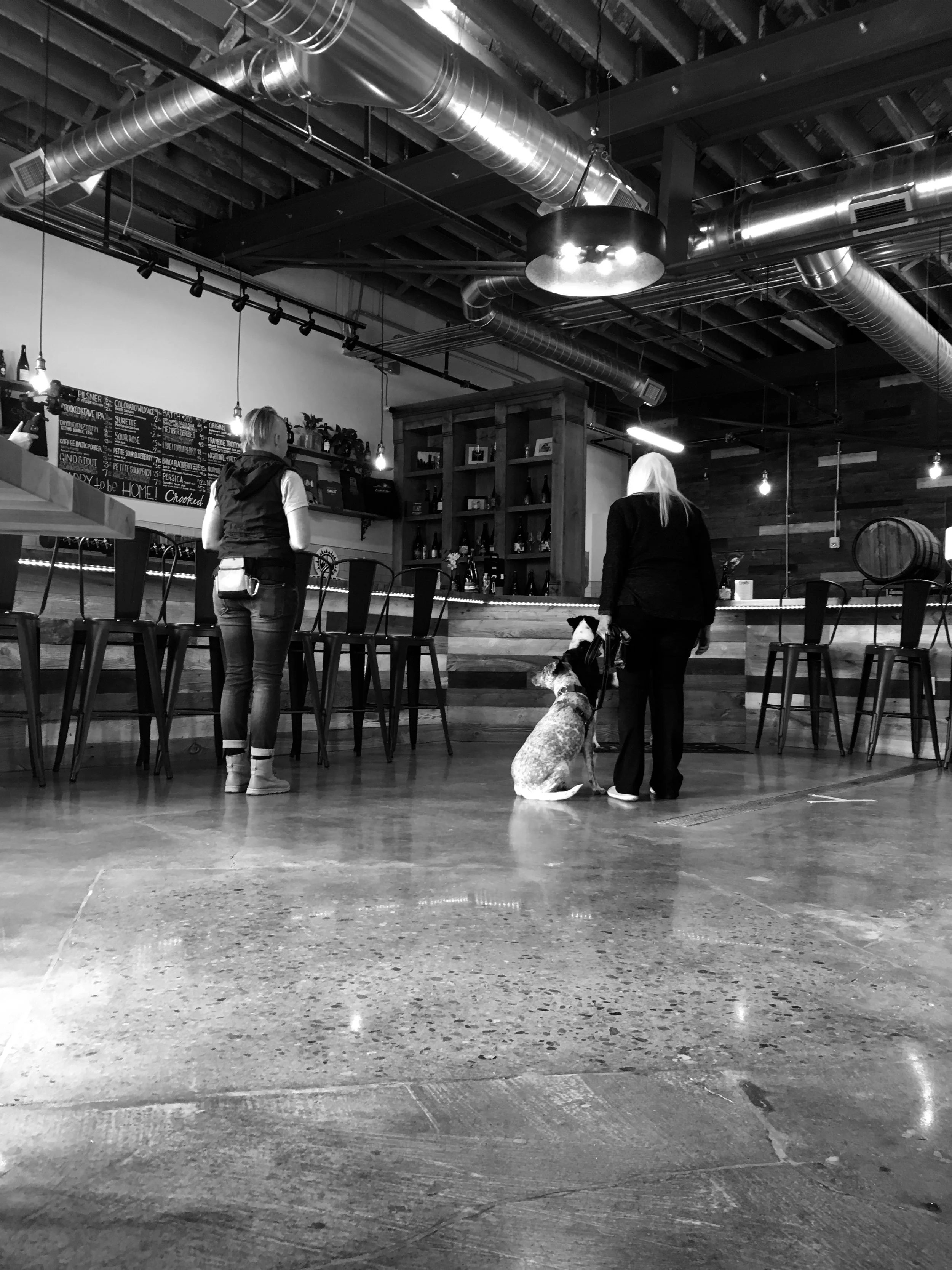 dog-friendly-brewery-manners-classes