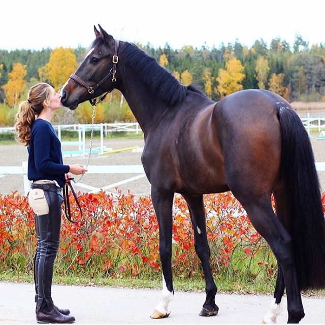 ☔️ V&aring;ra l&aring;nga chaps &auml;r r&auml;ddningen vid regn och rusk ☔️ Dom h&aring;ller dig torr, varm och ren! #l&aring;ngchaps #chaps #l&auml;derchaps #tibhorse