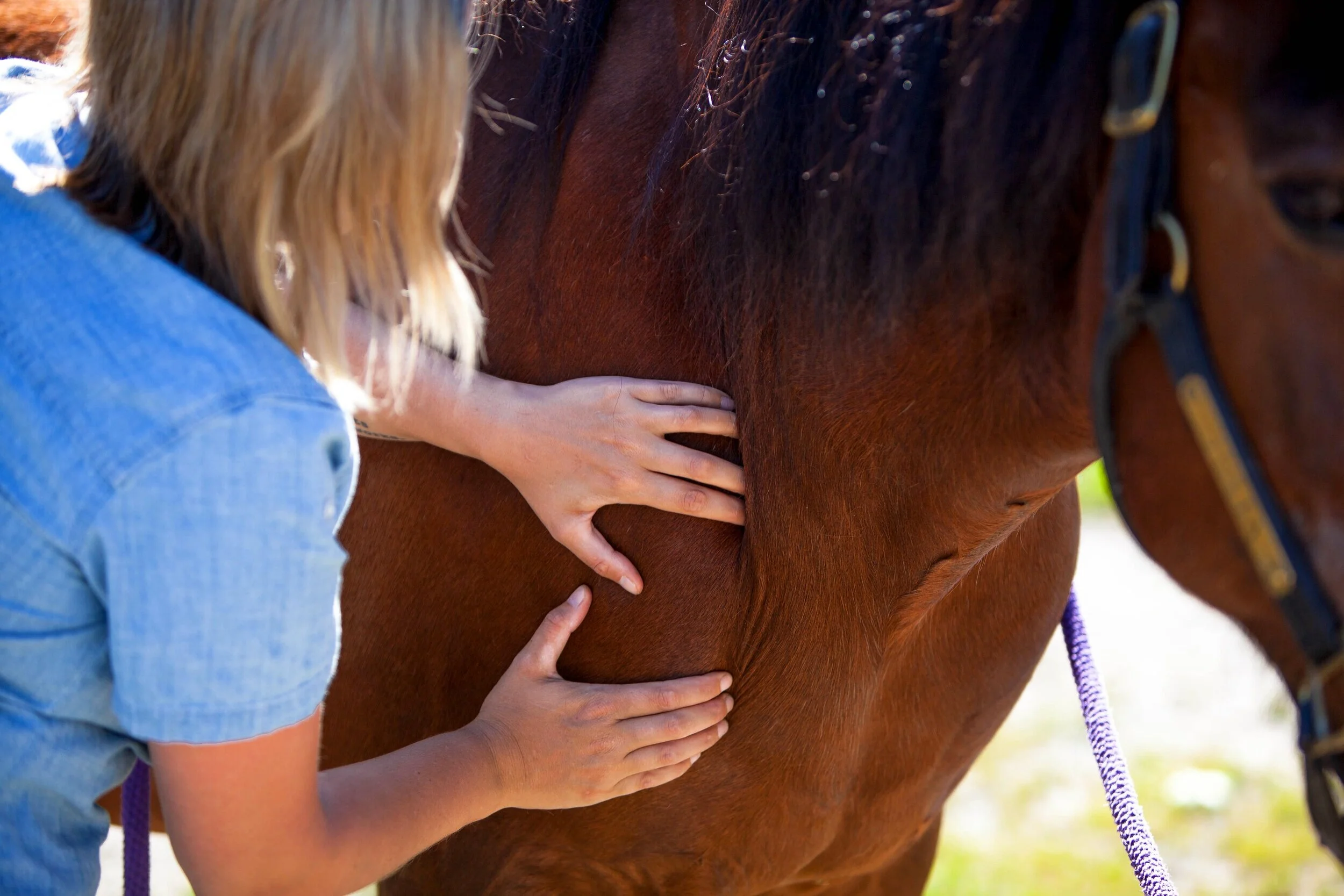 Free to Be Equine Services Equine Therapy and Photography