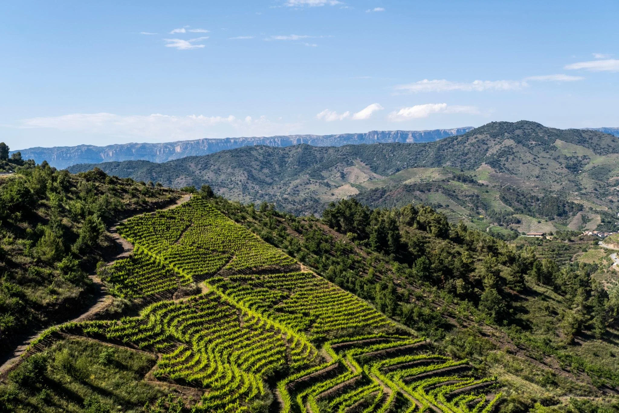 Priorat's Vineyard