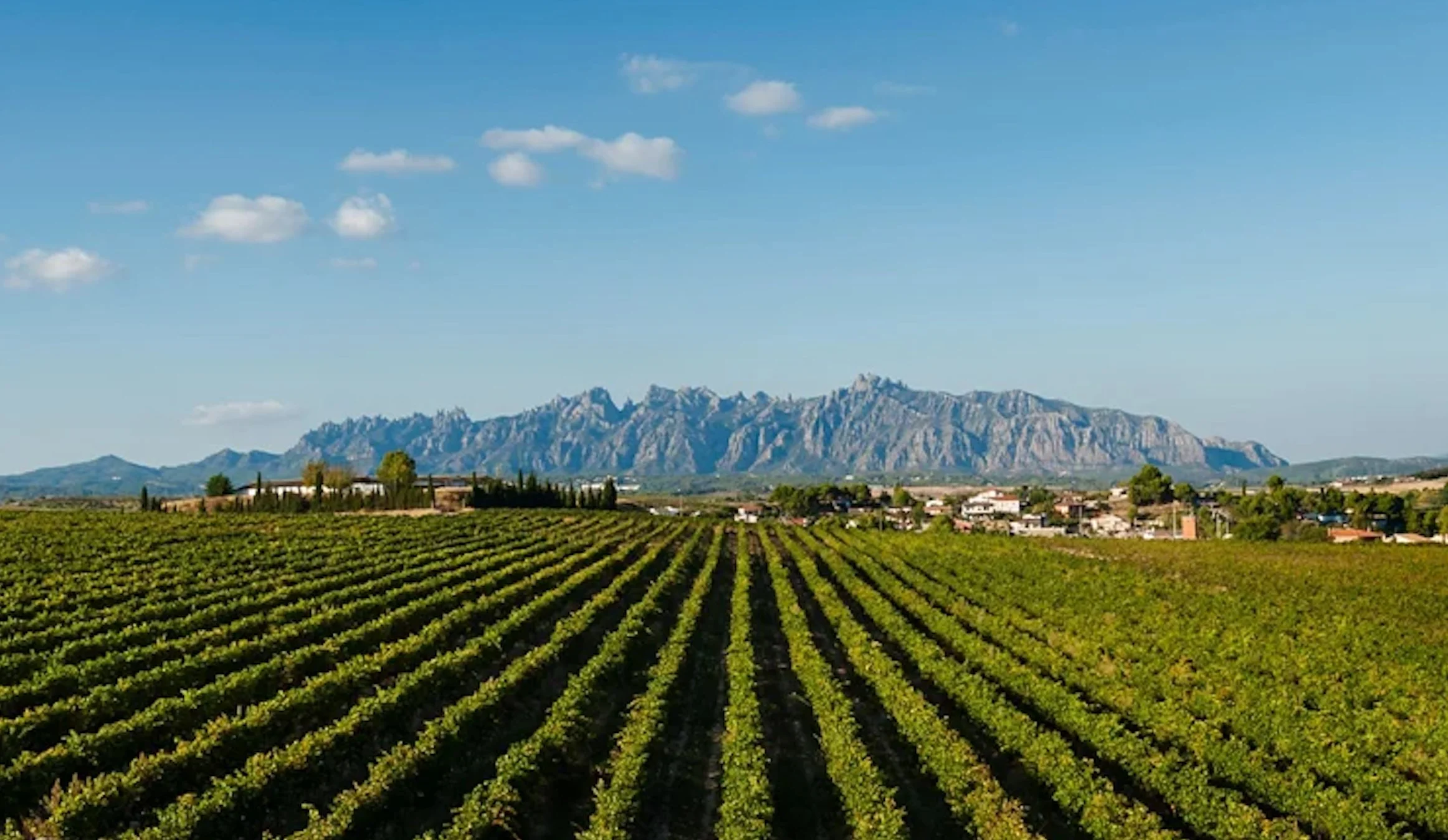 Cava Vineyard
