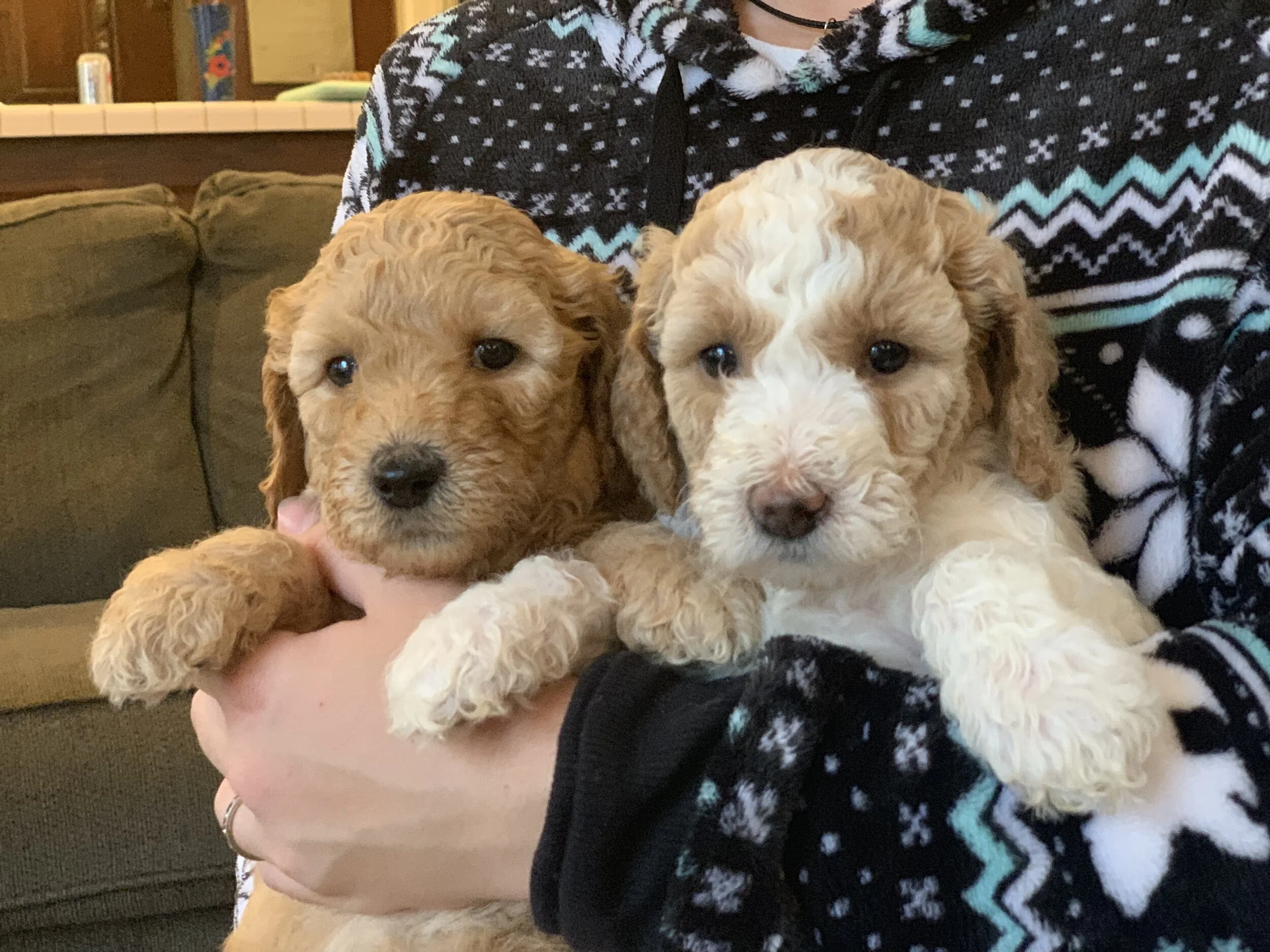 affordable goldendoodle puppies