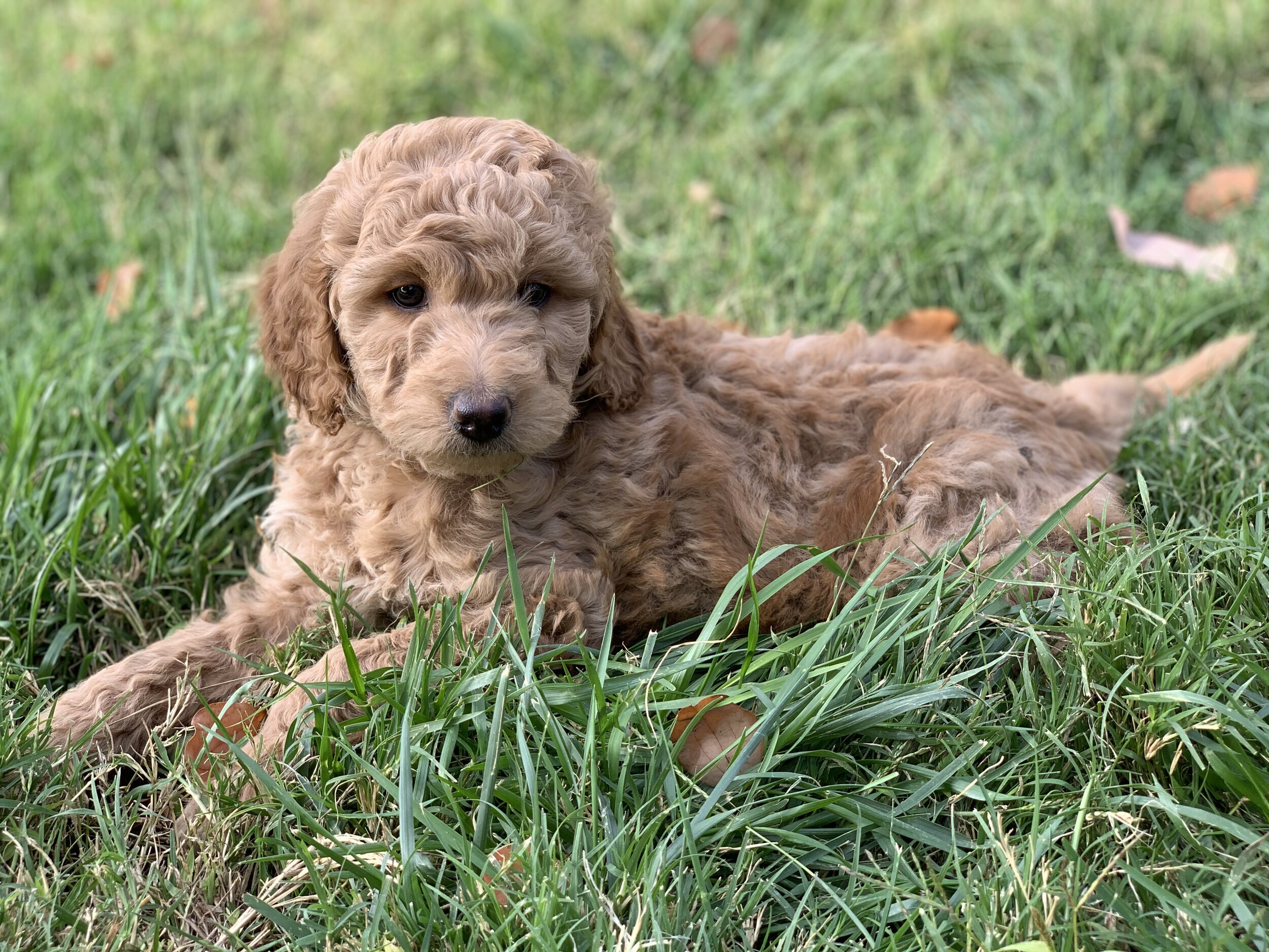 affordable goldendoodle puppies