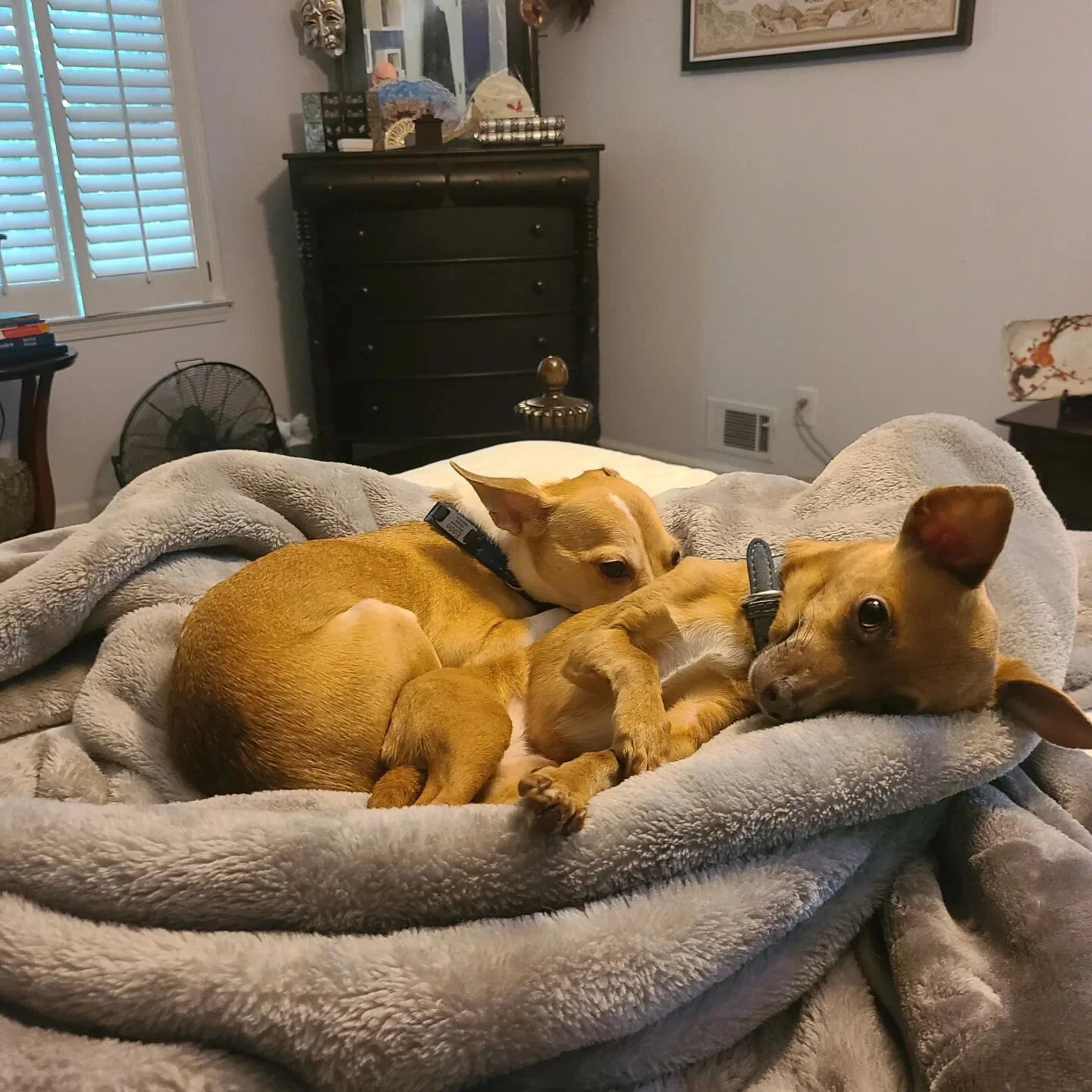 Sometimes you need to just hang out in bed all day with your small dogs and relax.
