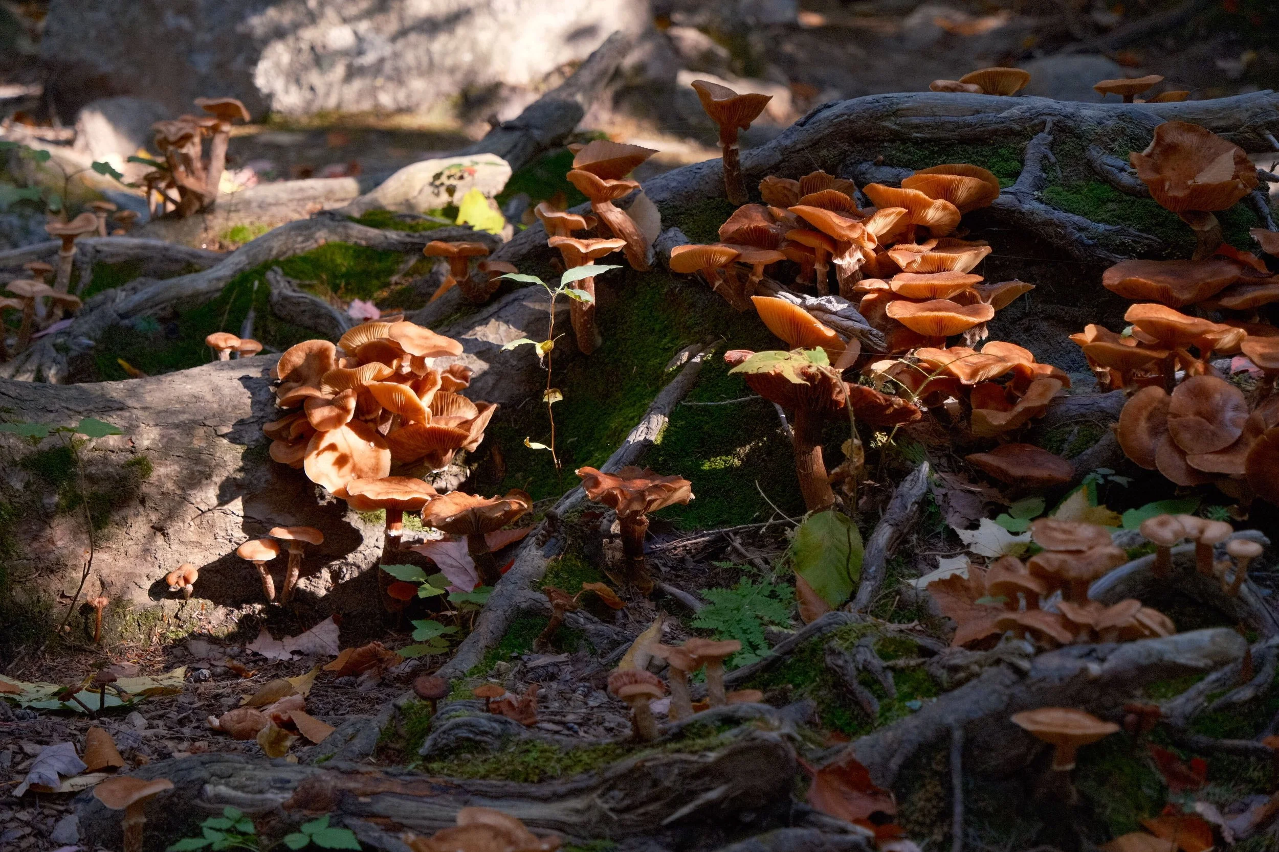 DSCF0299.jpg