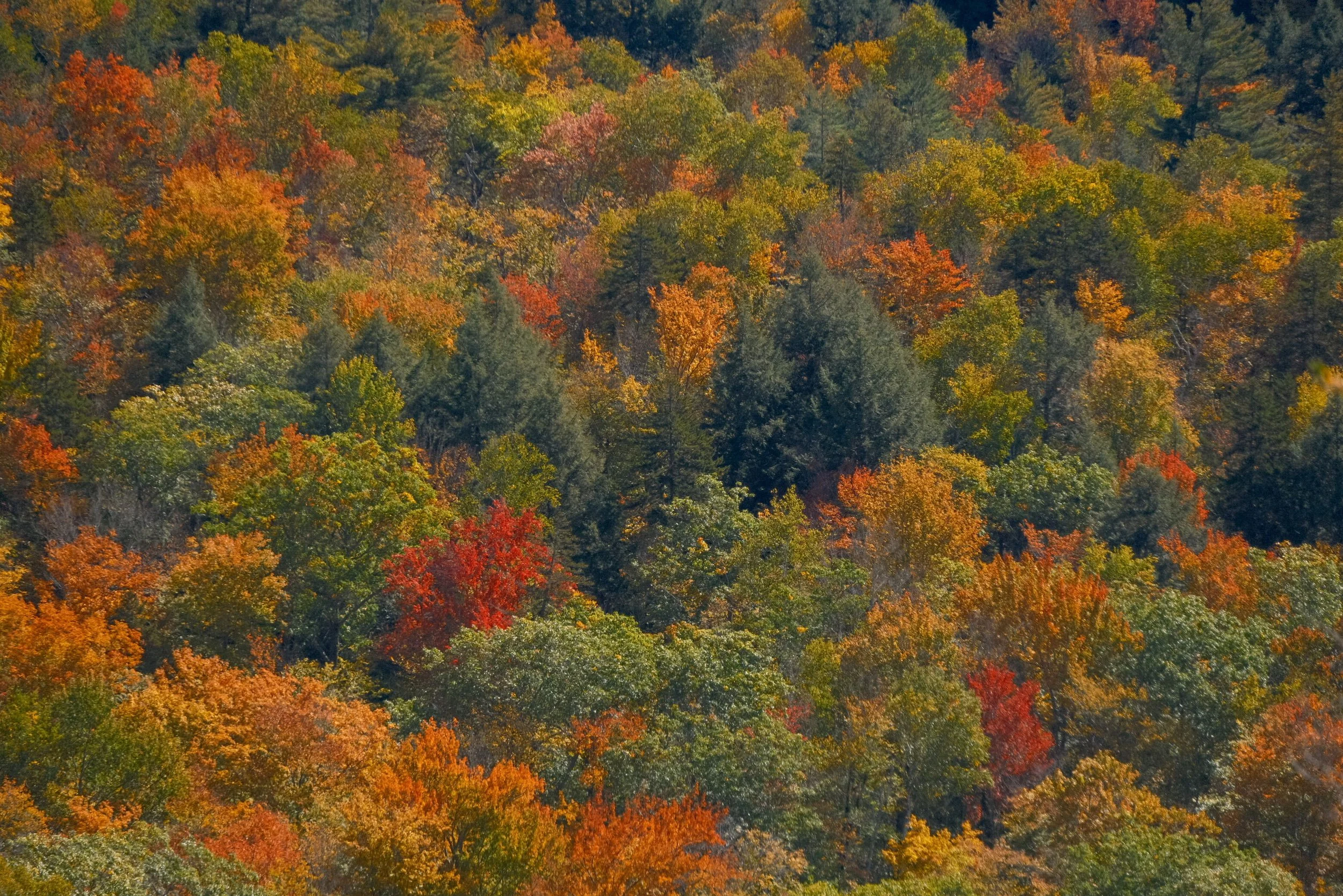 DSCF0314.jpg