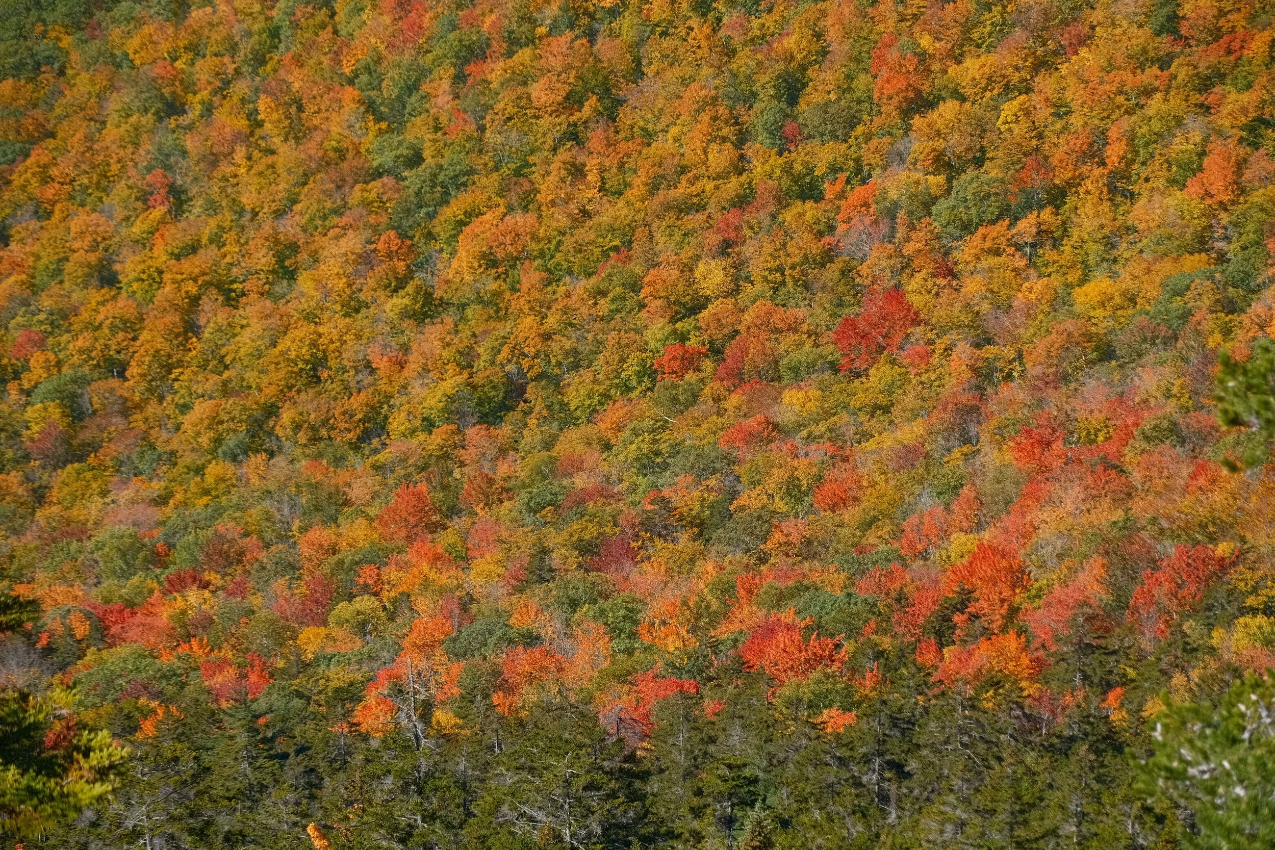 DSCF0372.jpg