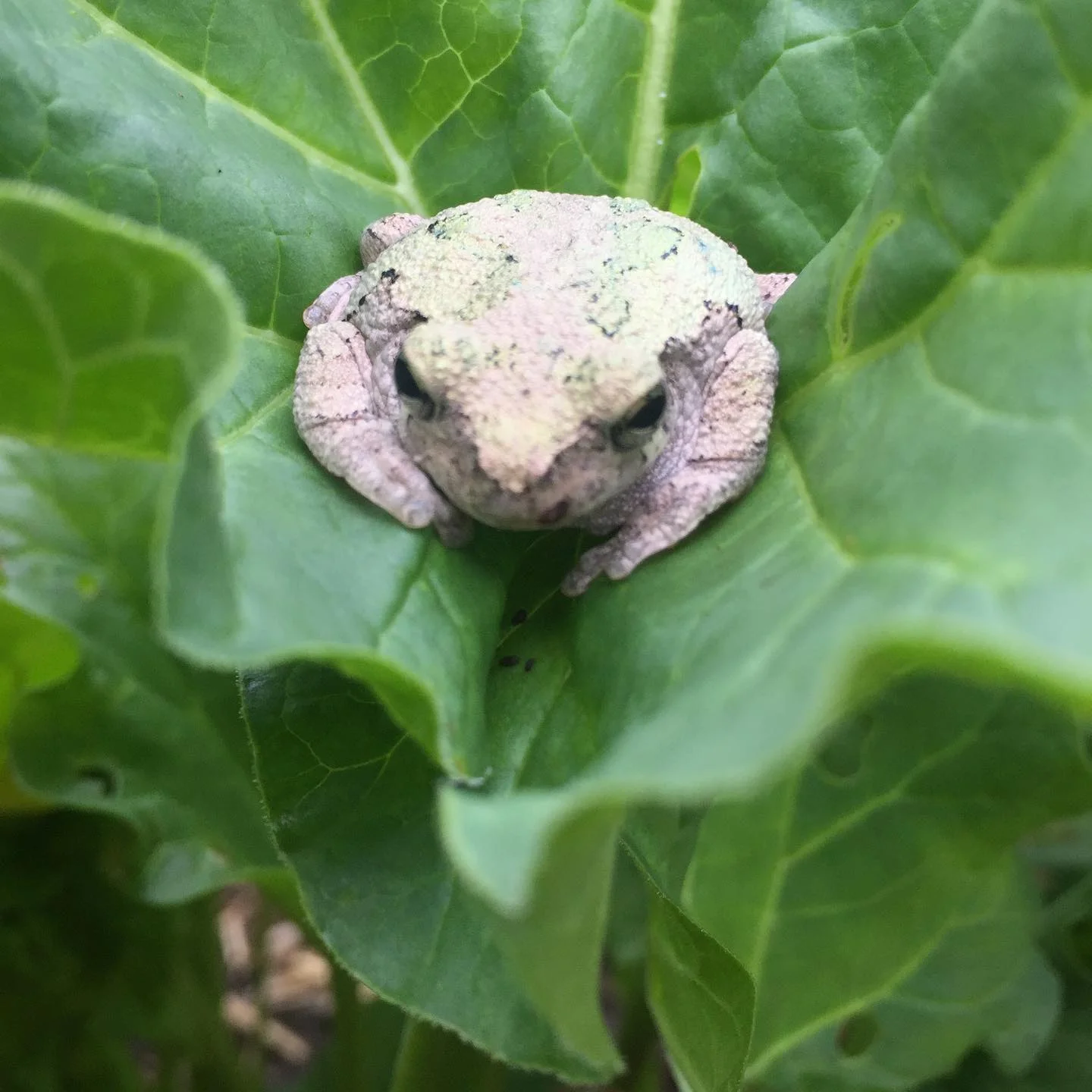 This week or so in Wildlife