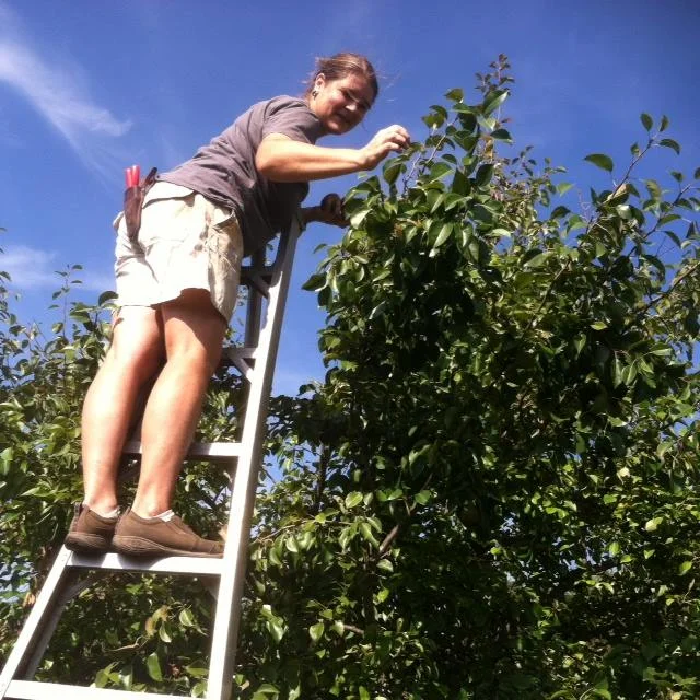 farmer harvesting.jpg