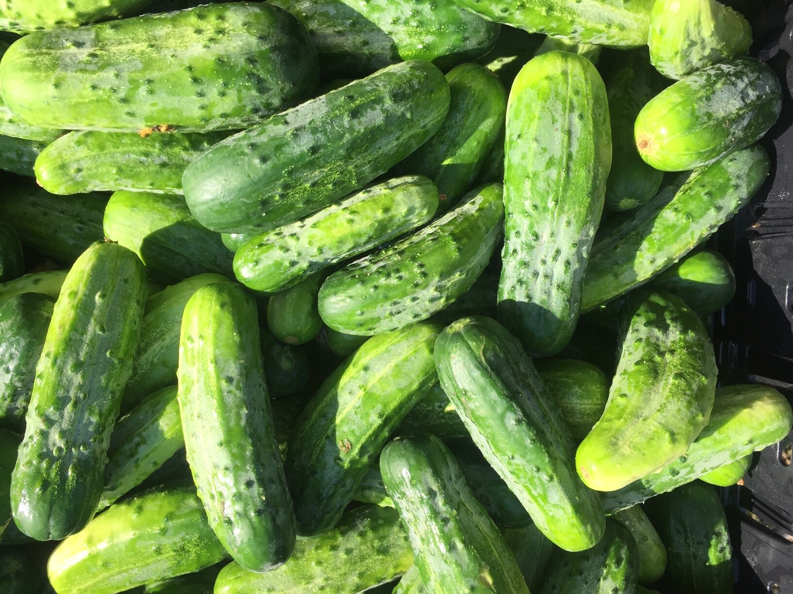 cucumbers pickling.jpg