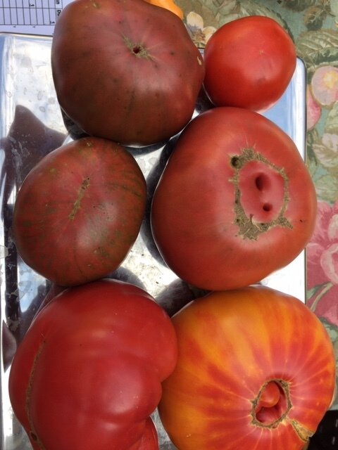 heirloom Tomatoes1.jpg