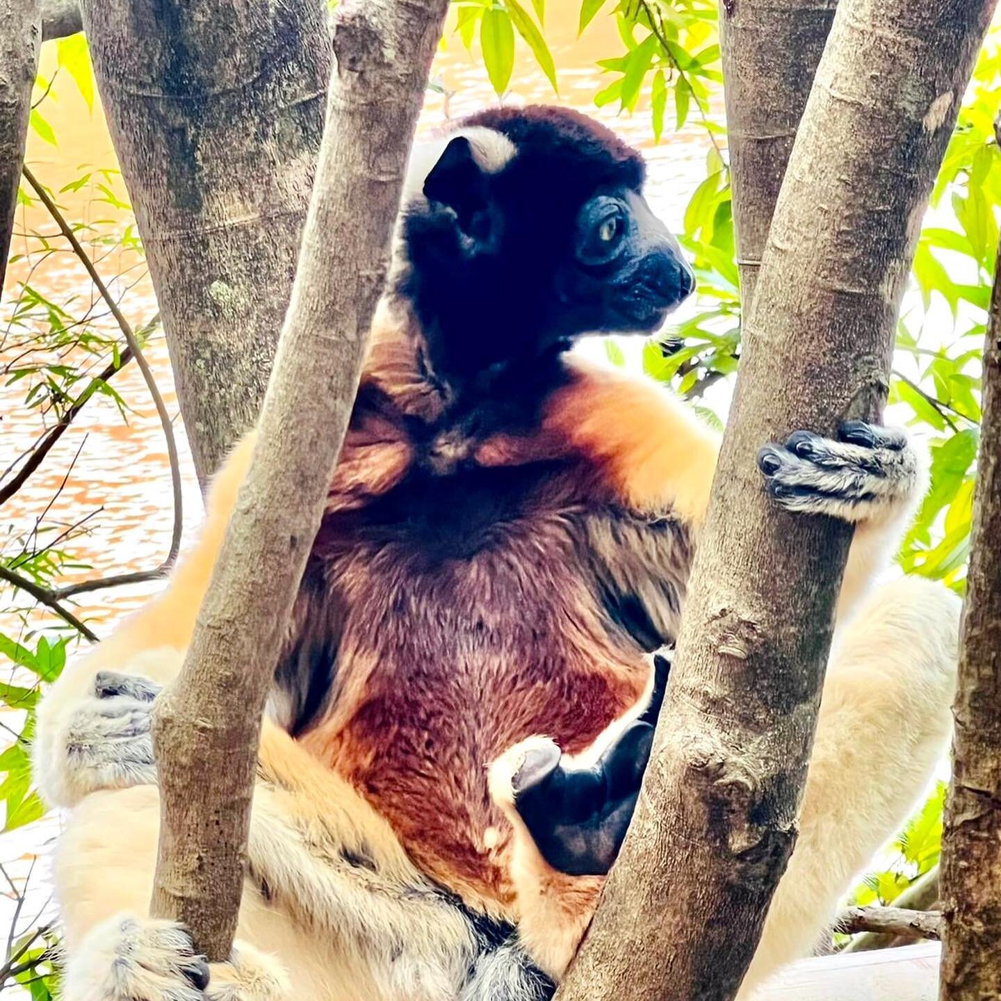 Madagascar, the location of our Project: Global Surgery is home to an abundance of plants and animals found nowhere else on Earth!
During his trip in March, Deep Gulasekaram, WCI&rsquo;s Founder &amp; Director of Operations visited a national park an
