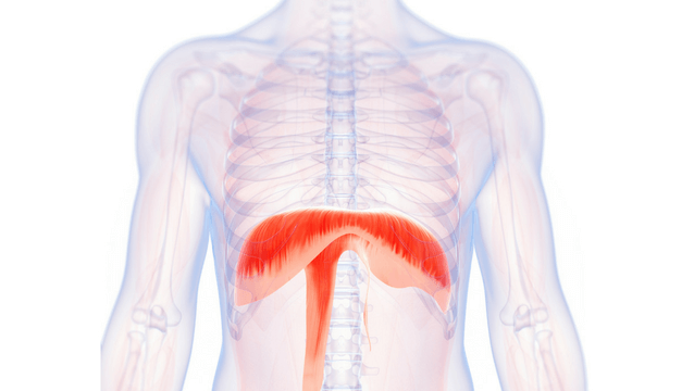 diaphragm-blog.png
