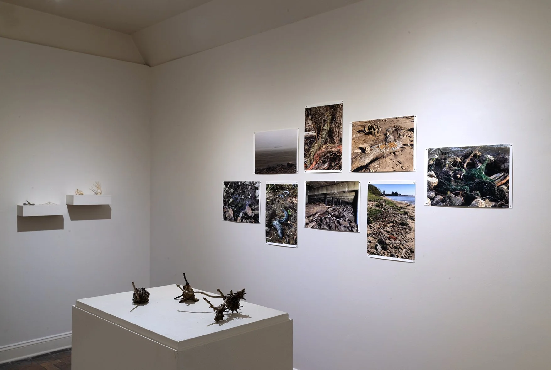 17. Photos and Specimens, Masur 1.jpg