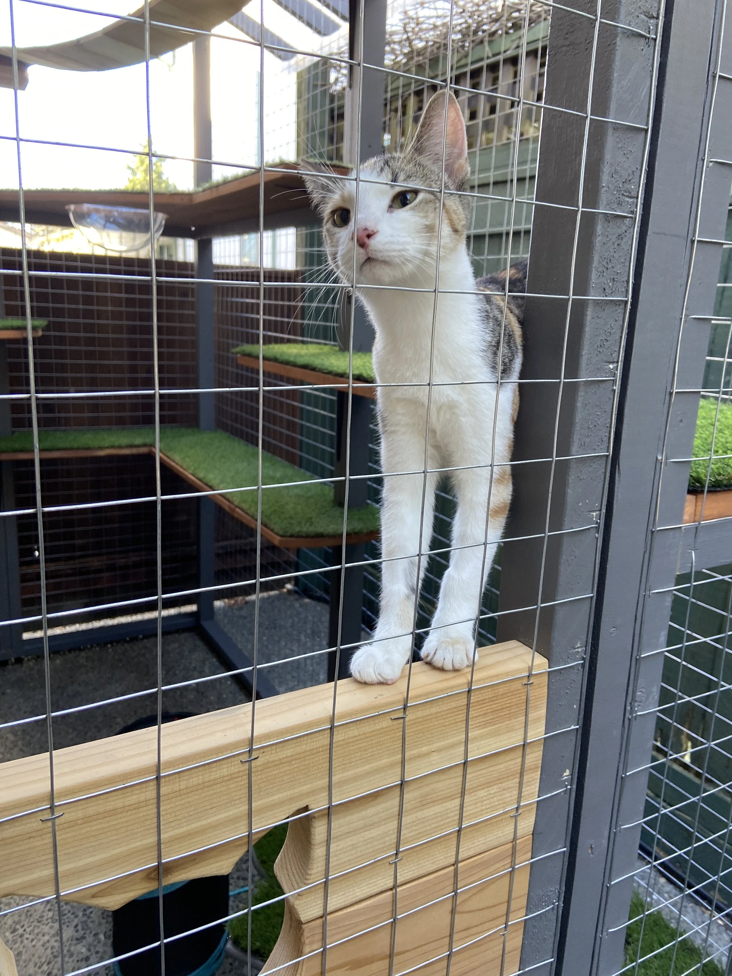 Julie Reid - cat.JPG