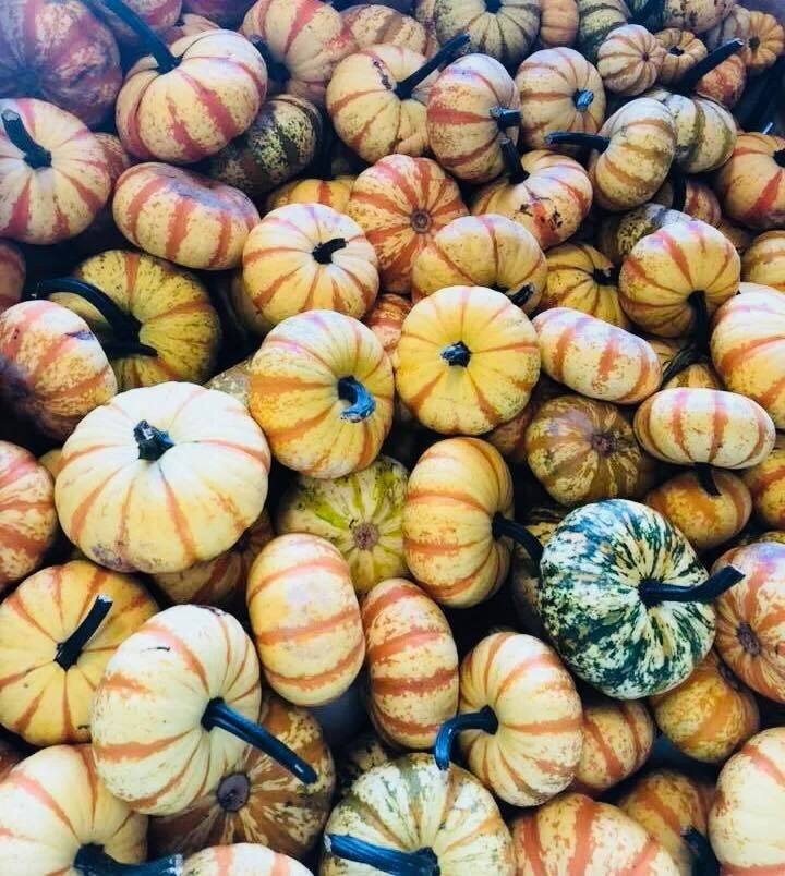 Pumpkin Patches in Mississippi ; Mitchell Farms, Bull Bottom Farms