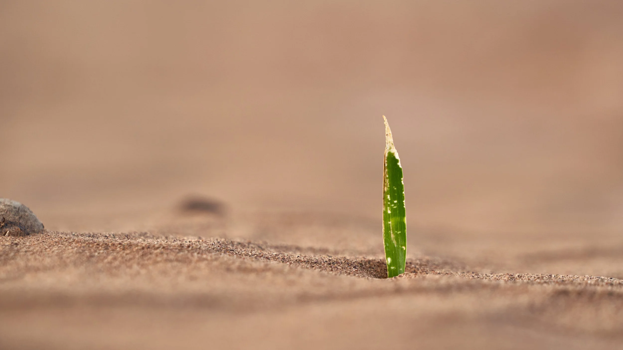 The Purpose of Marriage: Repairing and Extending Shalom