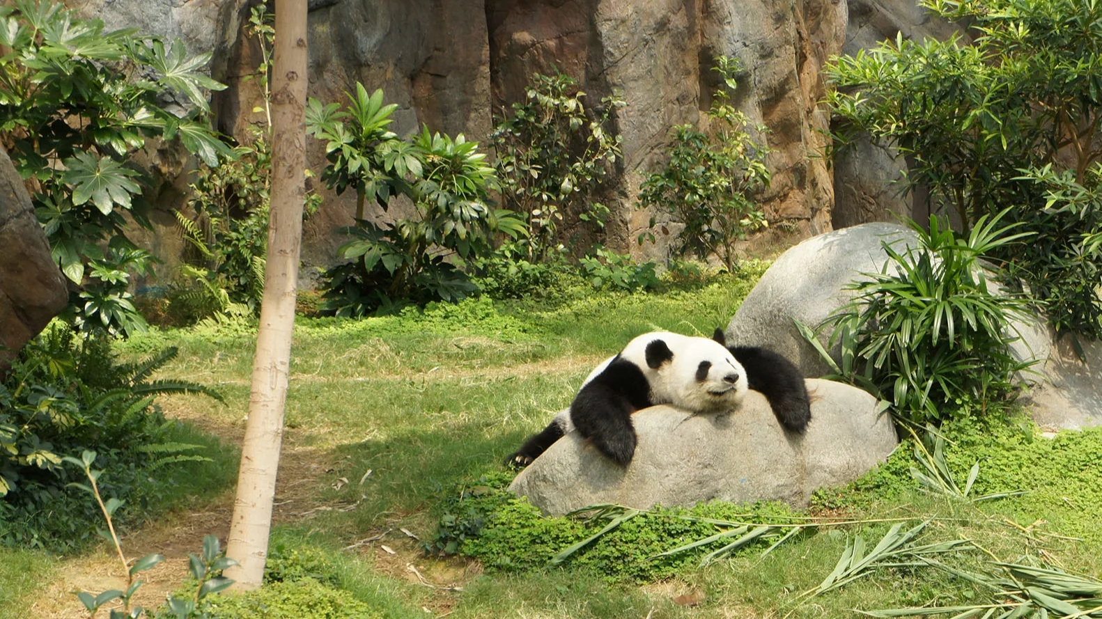 One Good Poem By Ms Levertov and Some Random Thoughts on Ambition