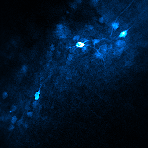 Two-photon endoscopy of prefrontal to midbrain projections GIF