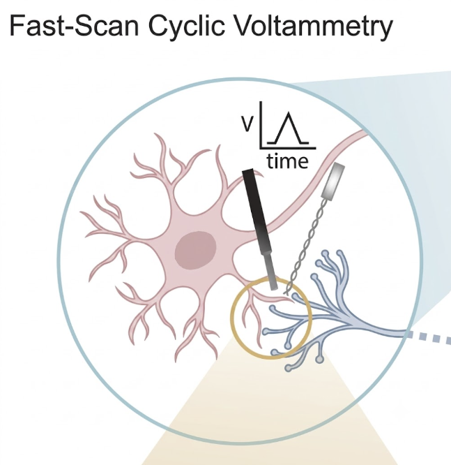Dopamine dynamics recorded with fast-scan cyclic voltammetry at neuron terminal