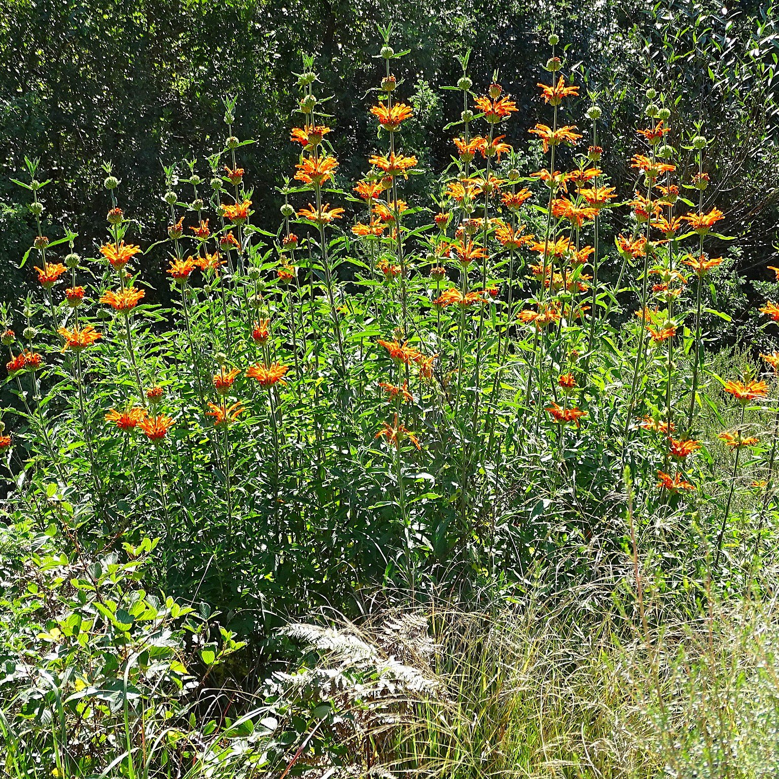 Leonotis leonurus.jpeg