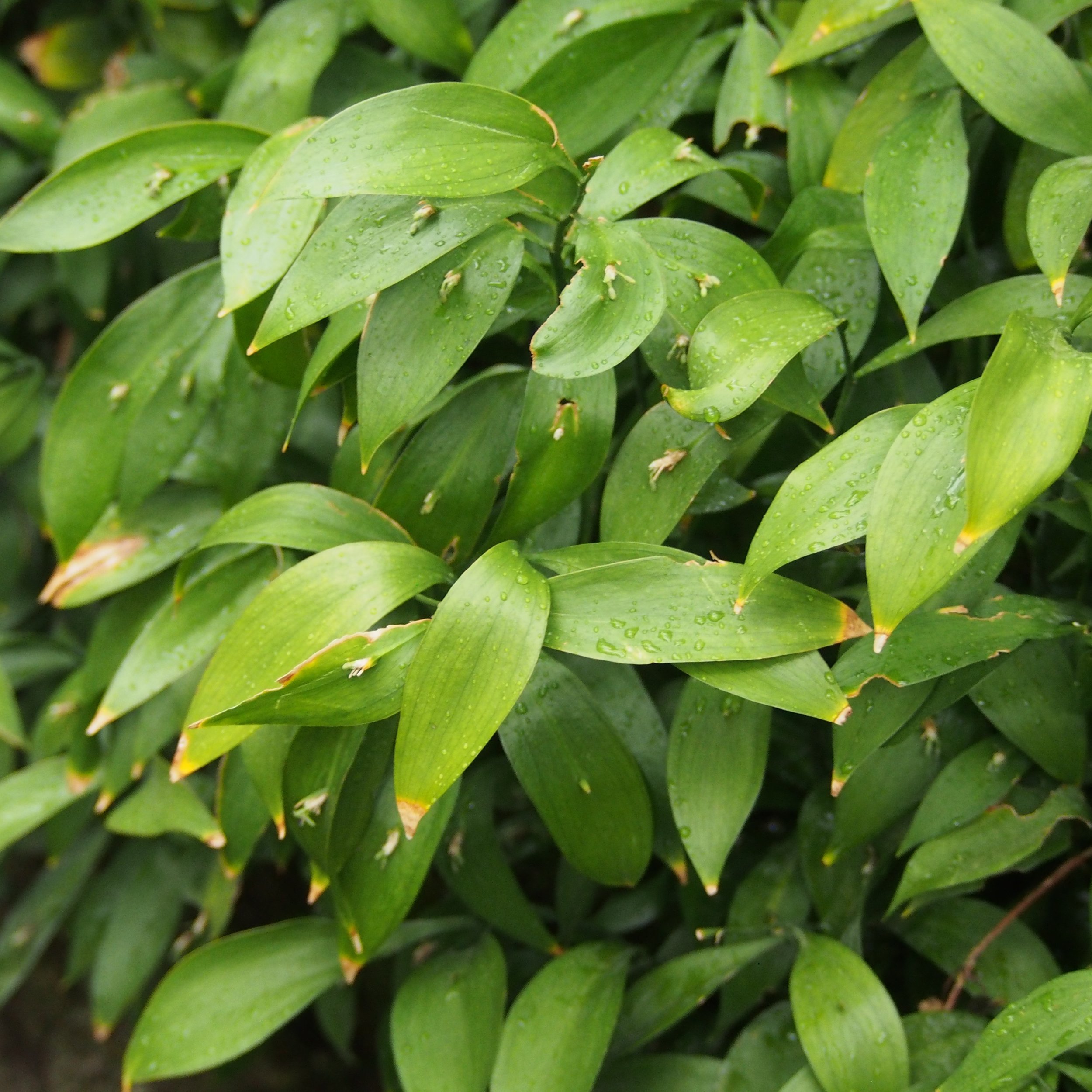 Butchers Broom.jpg