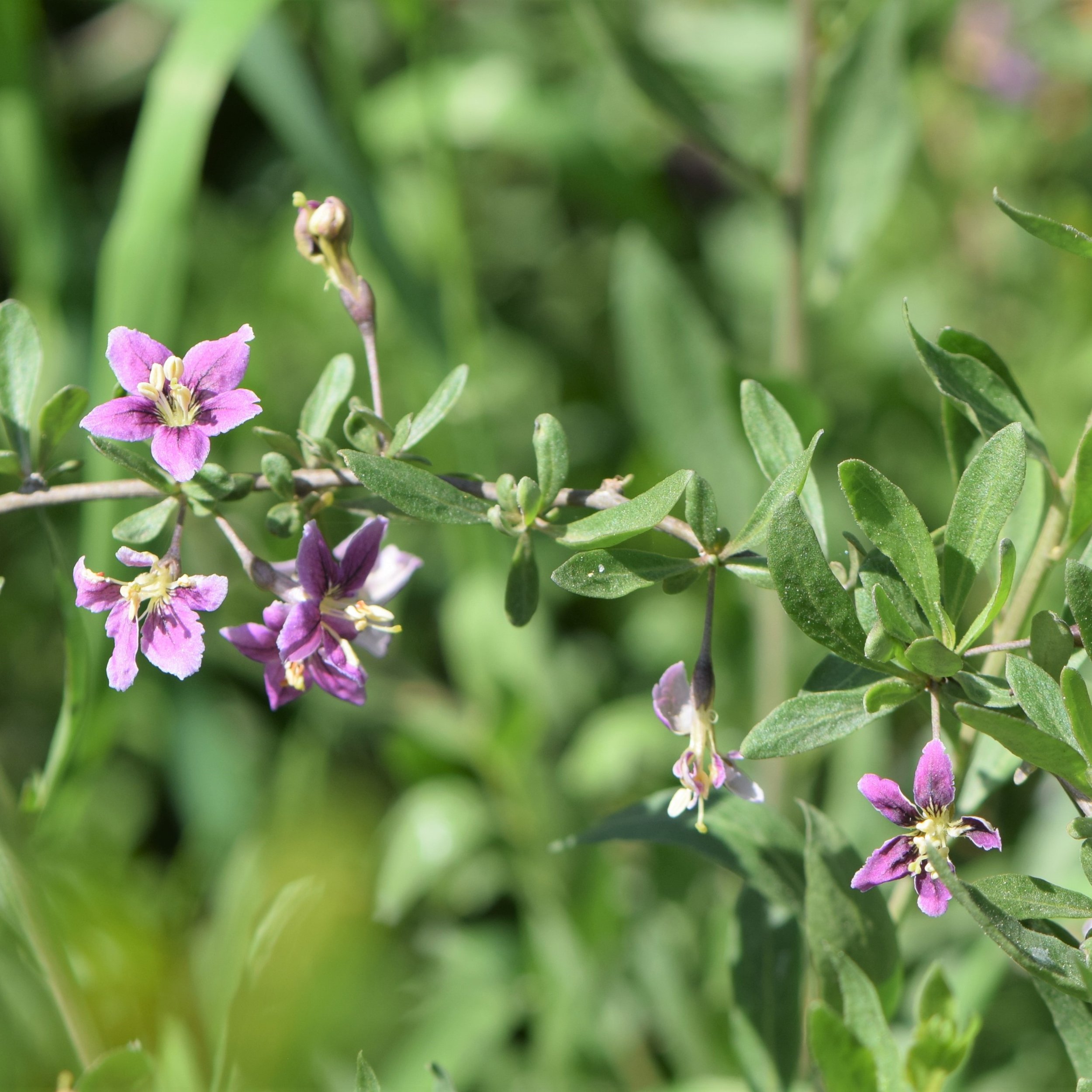 Lycium barbarum Flower.jpg