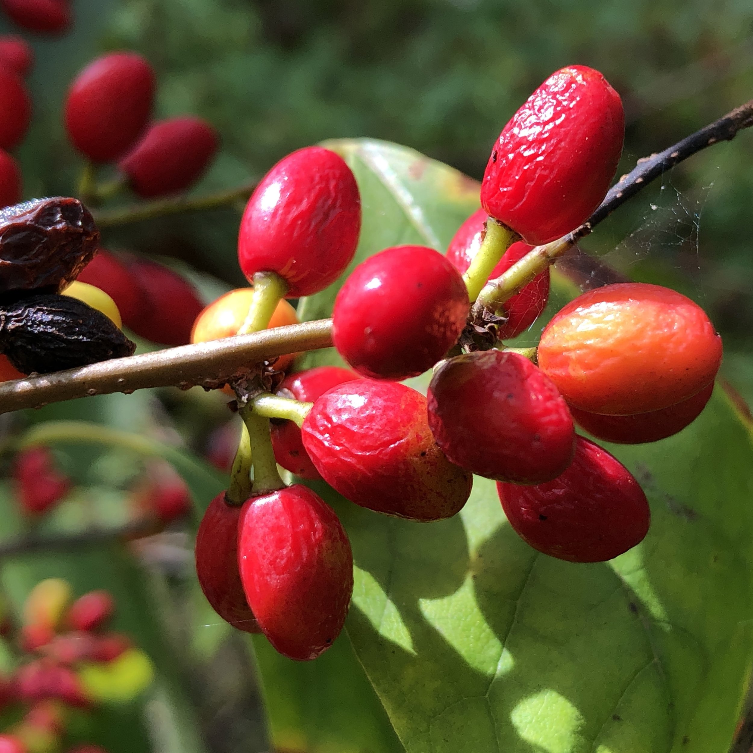 Northern Spicebush fruit.jpg