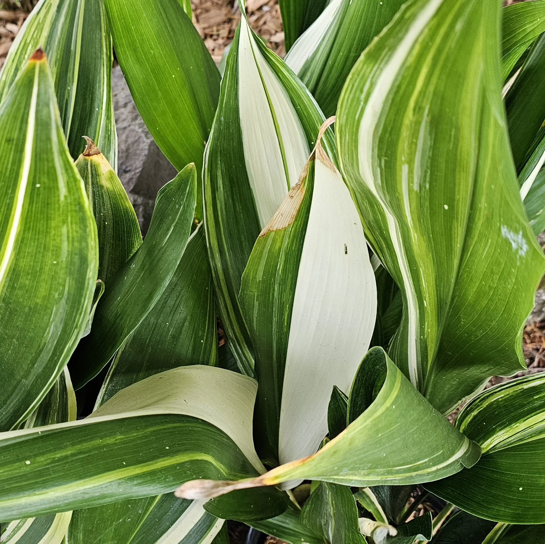 Aspidistra Okame.jpg
