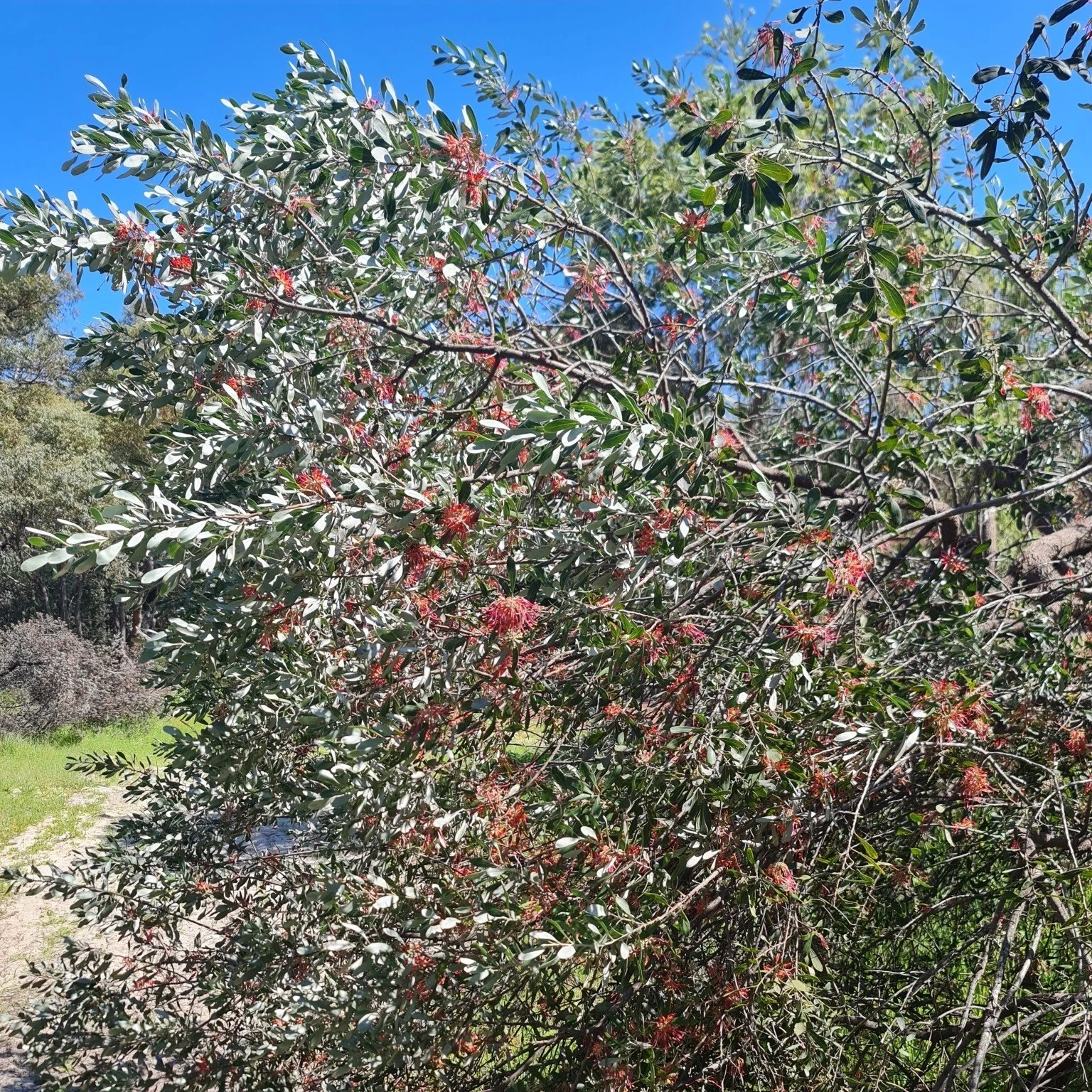 Olive Grevillea.jpeg