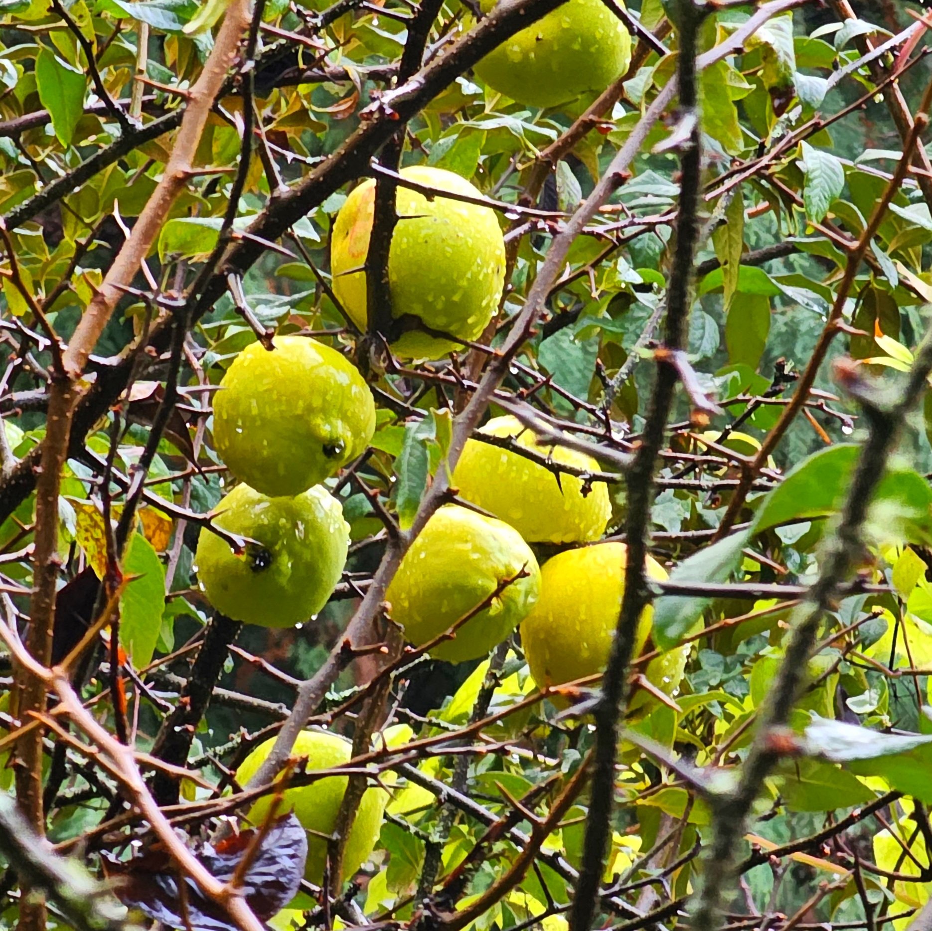 Cathay Quince