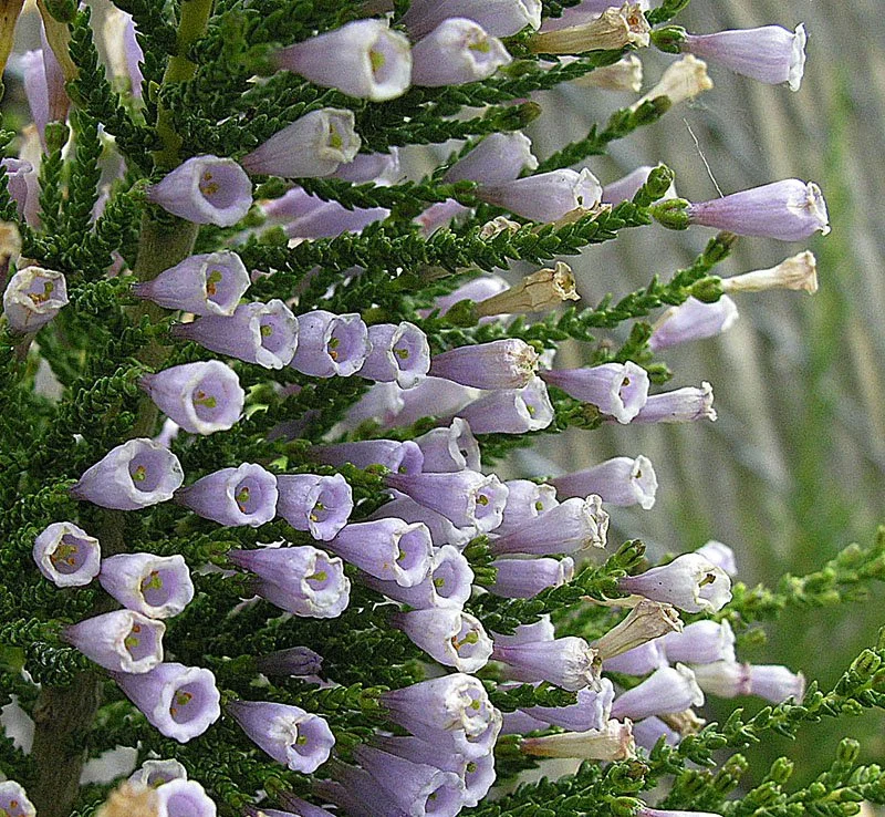 sedum carl plant Sedum Carl main image 0