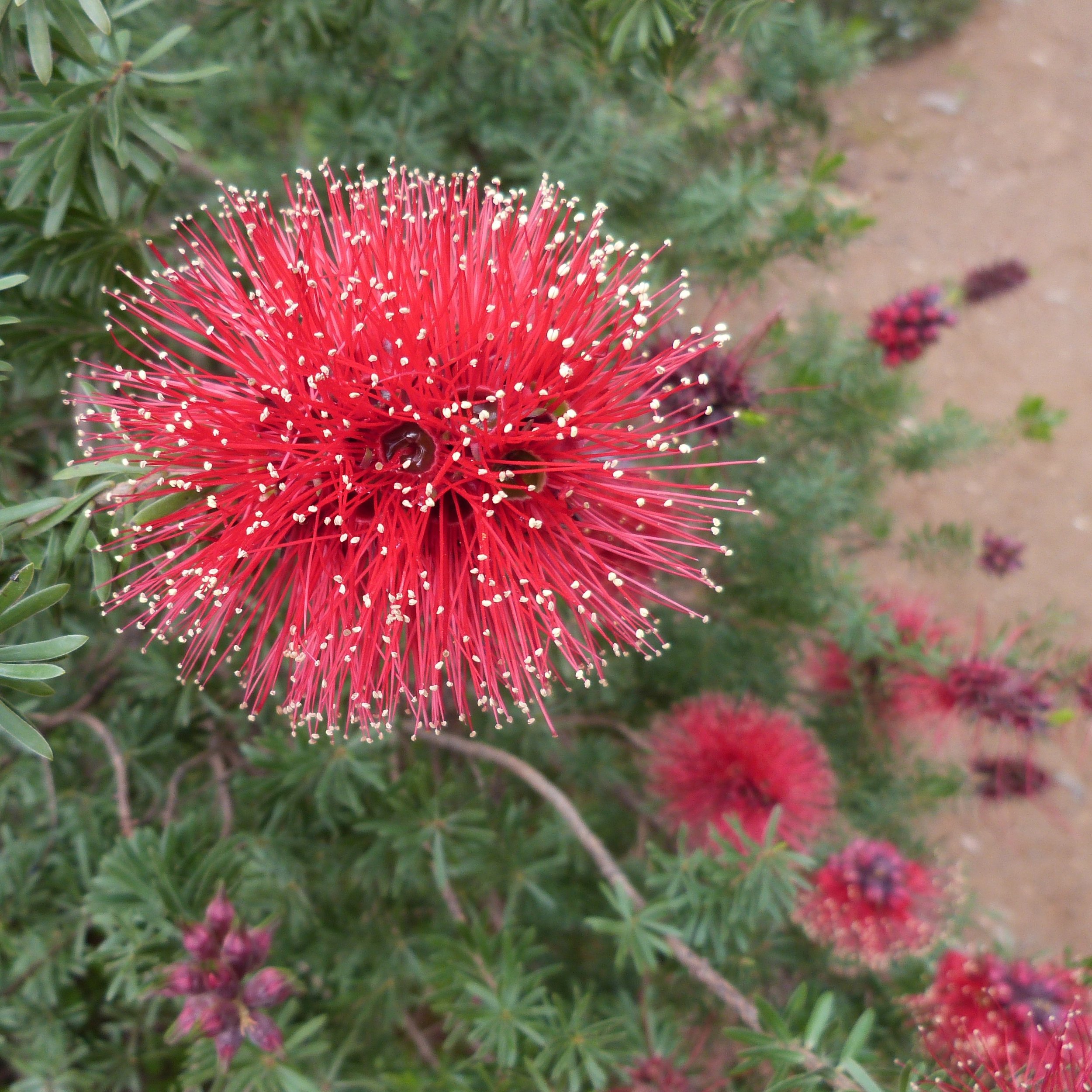 Kunzea baxteri flower.jpg