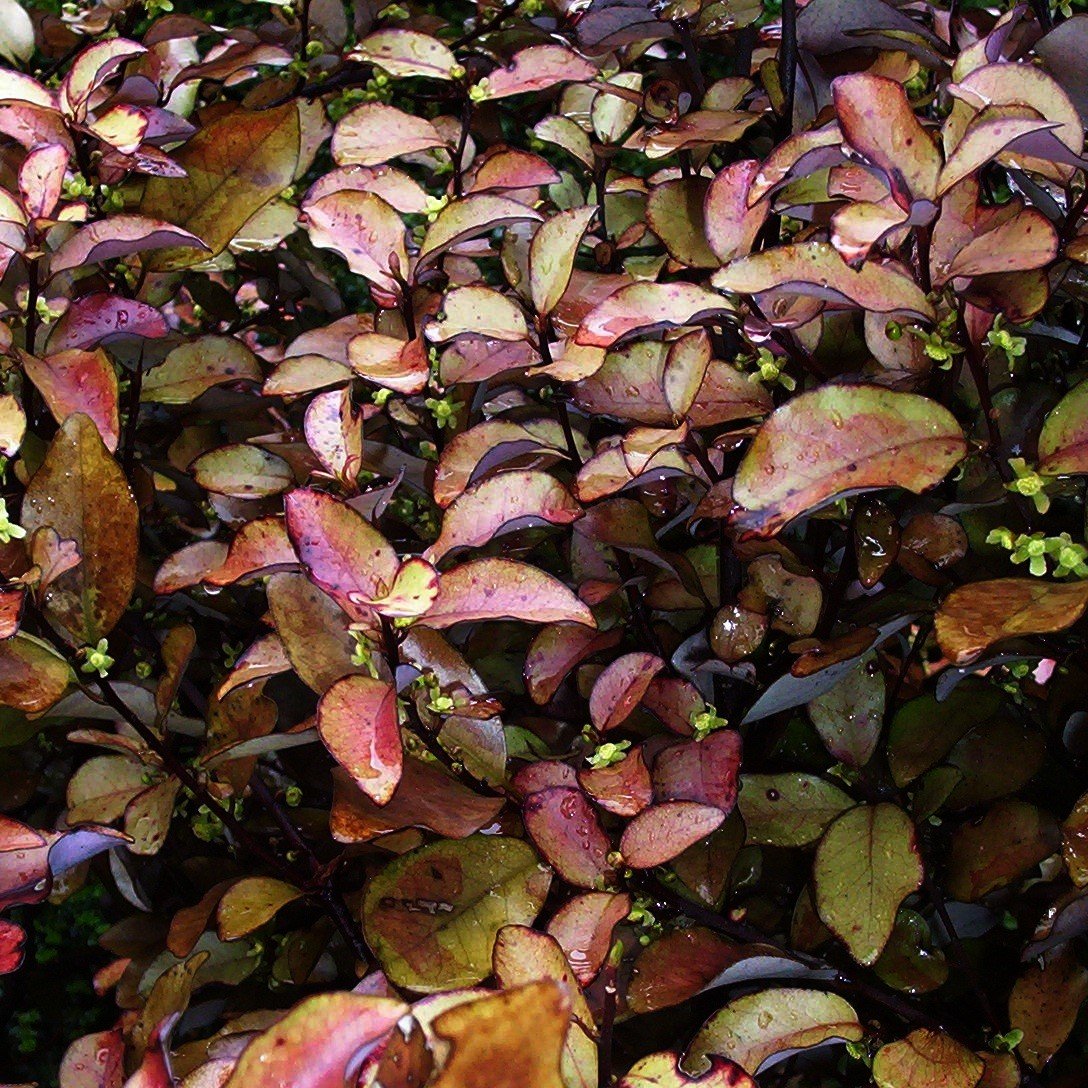 Pseudowintera colorata 1.jpg