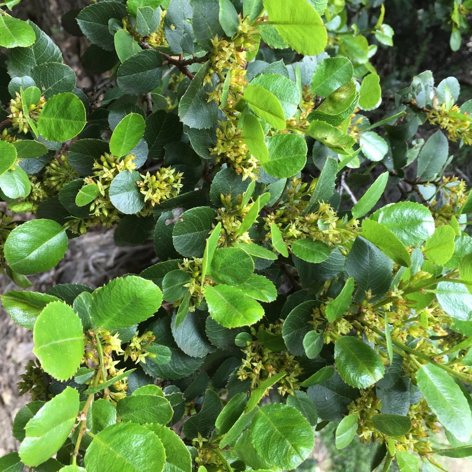 Hollyleaf Redberry Foliage.jpg