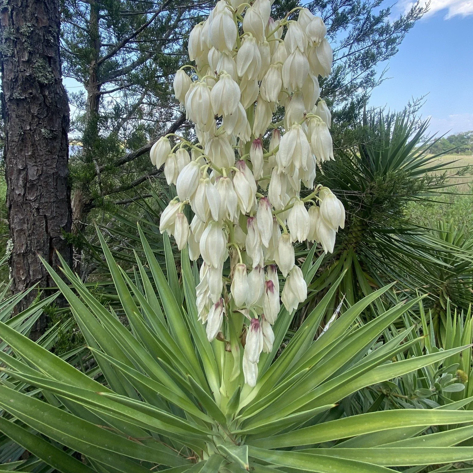 Yucca aloifolia Flower.jpg