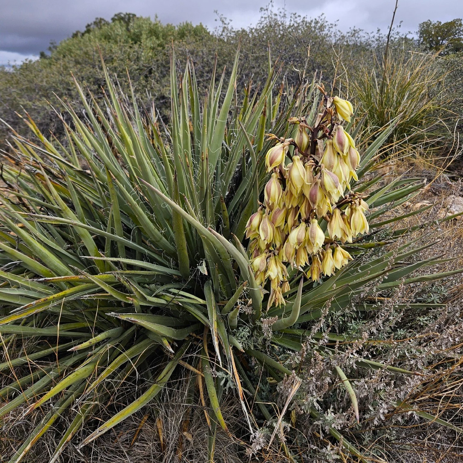 Yucca baccata.jpg