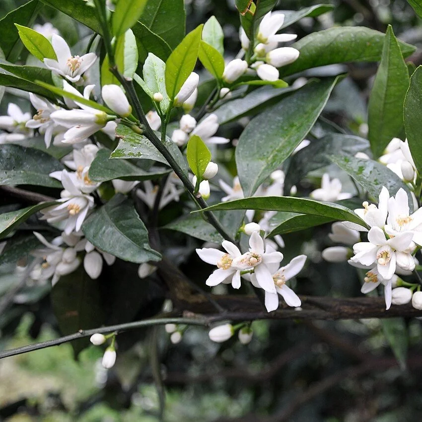Citrus reticulata Flower.JPG
