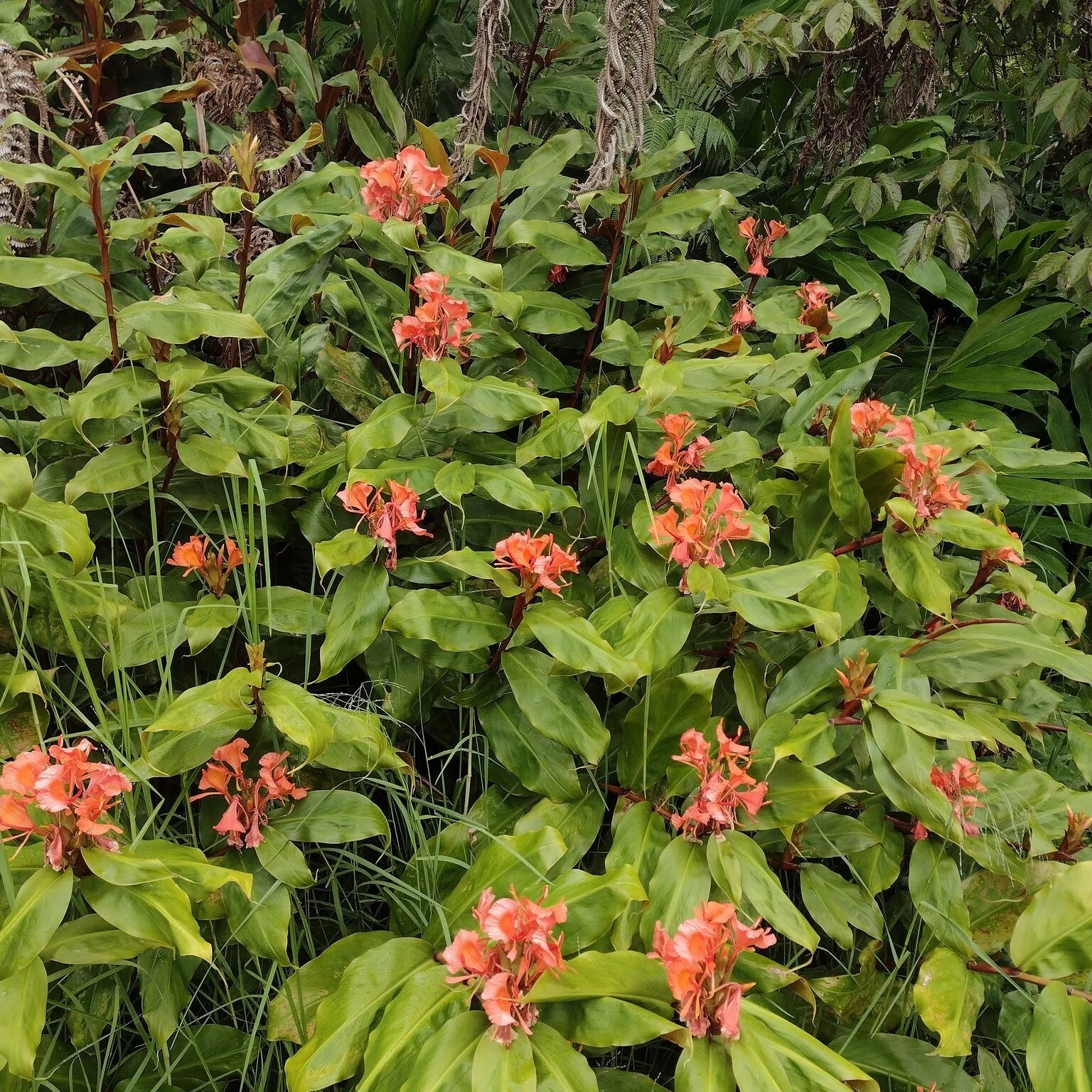 Hedychium greeni Flowering.jpg