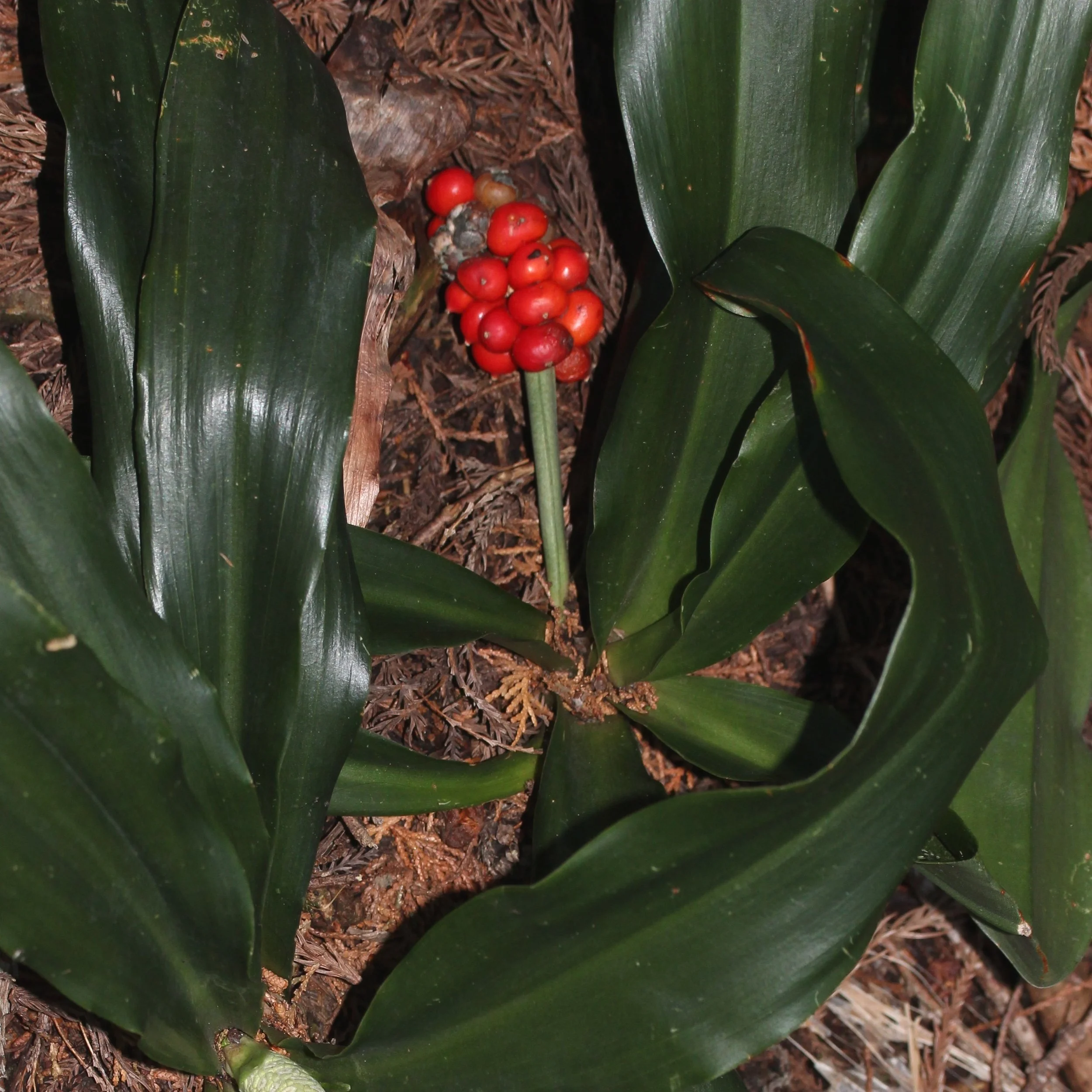 Japanese Sacred Lily Fruit.jpg