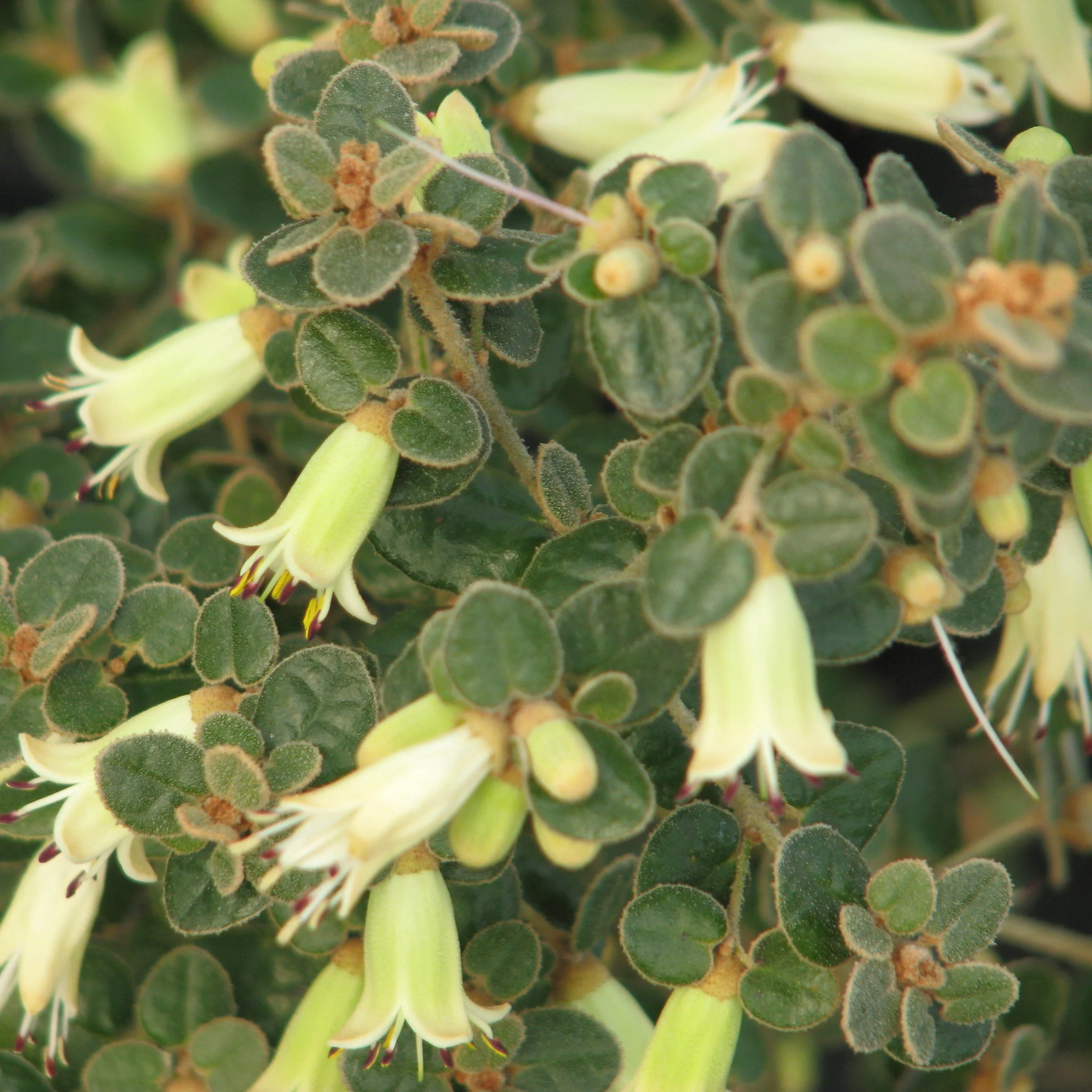 Correa reflexa nummulariifolia.jpg