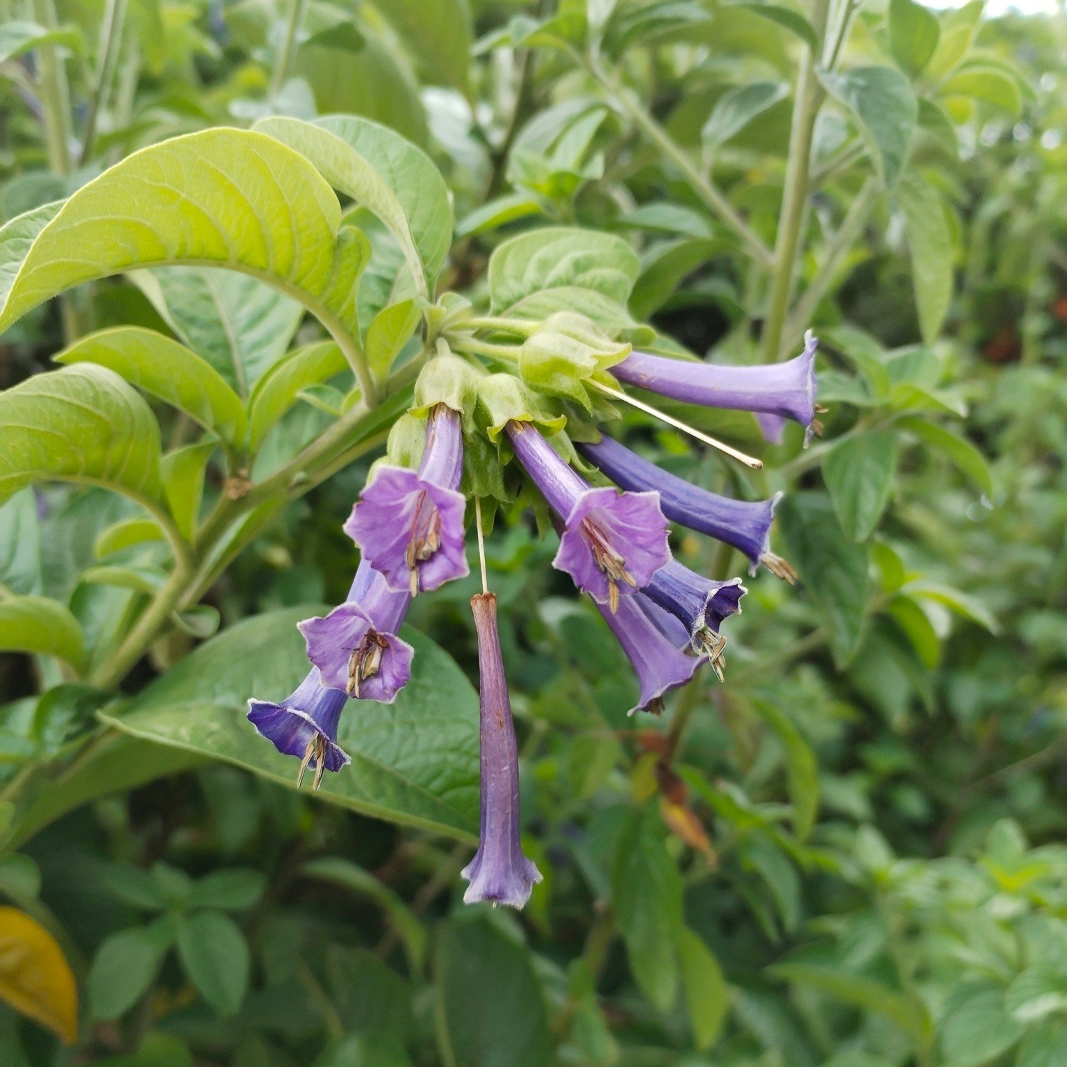 Violet Iochroma Flower.jpeg