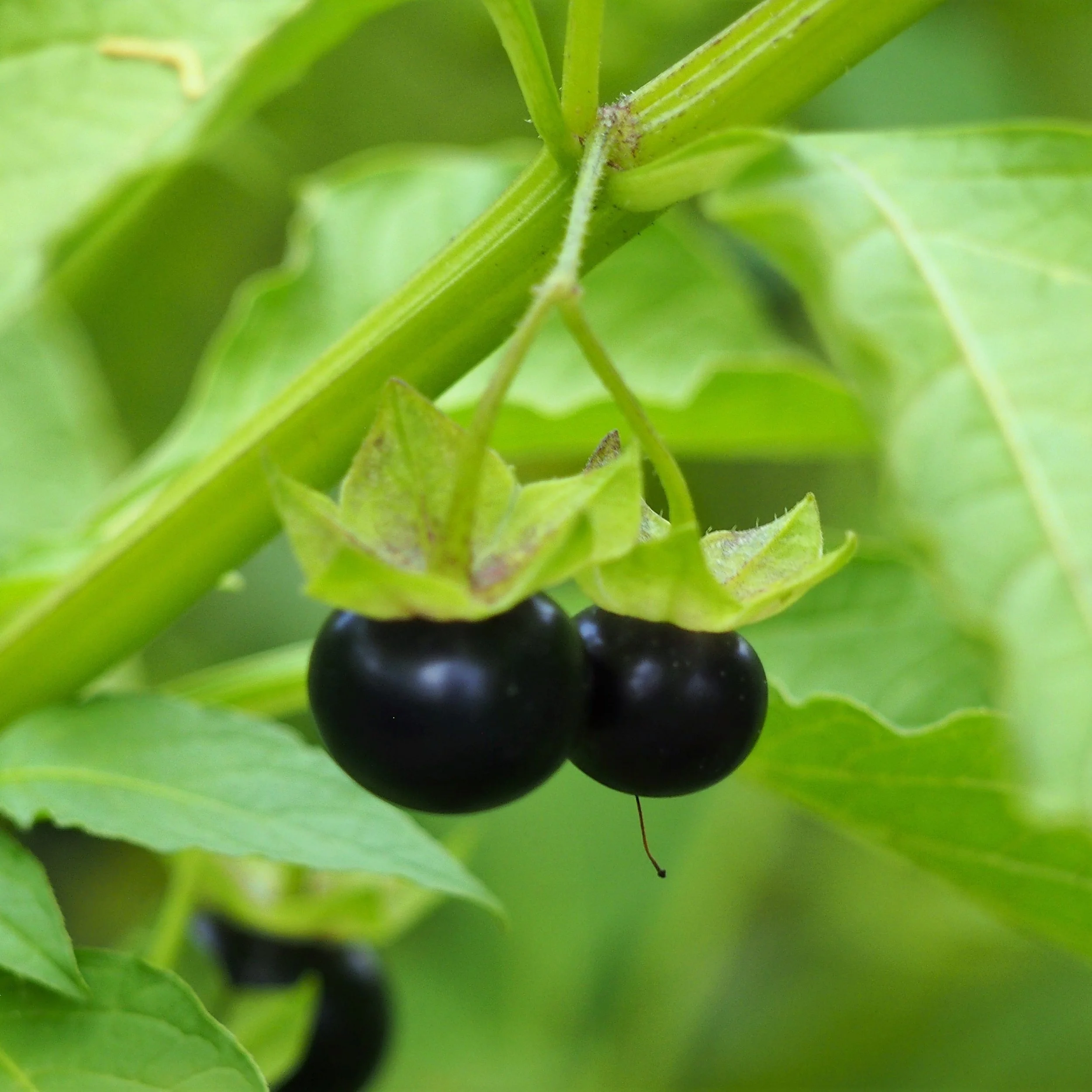 Purple Jaltomato.jpg