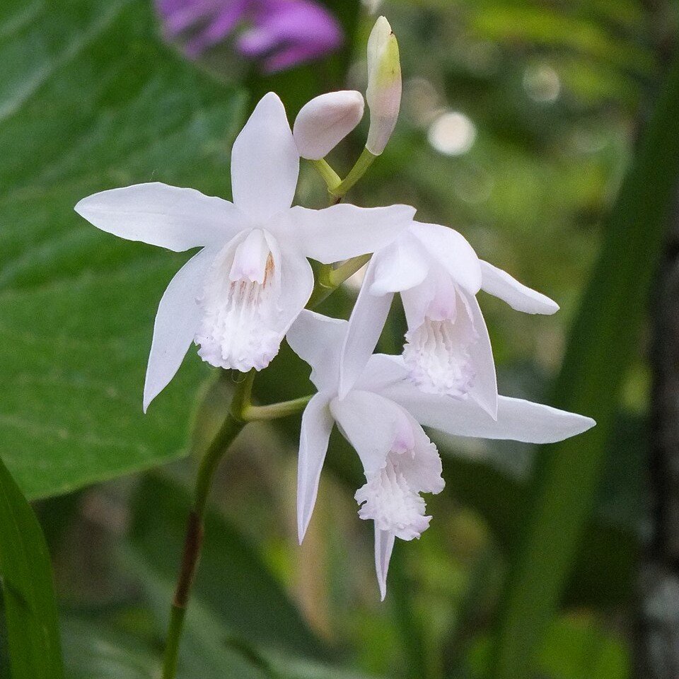 Bletilla striata.JPG