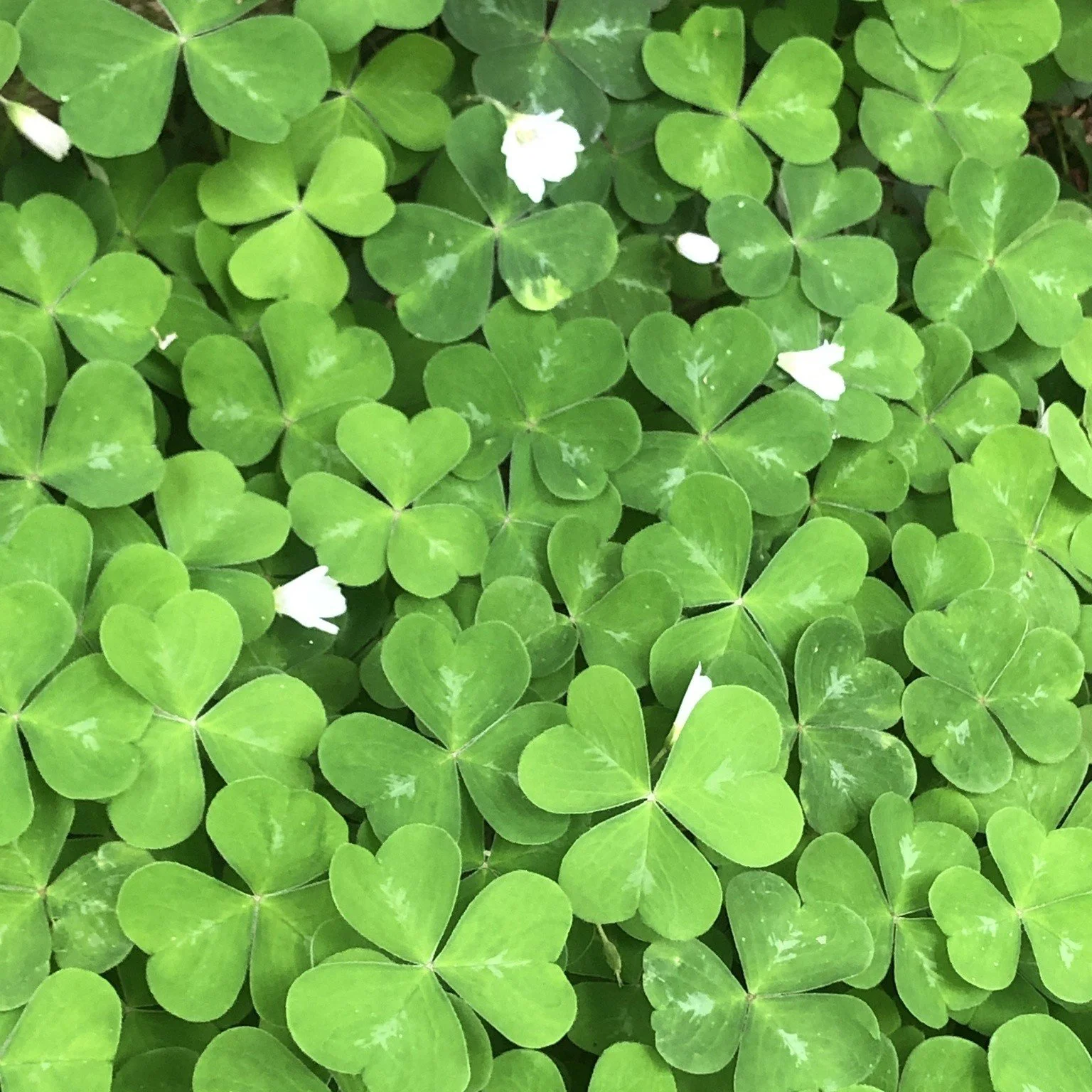 Oxalis oregana.jpg