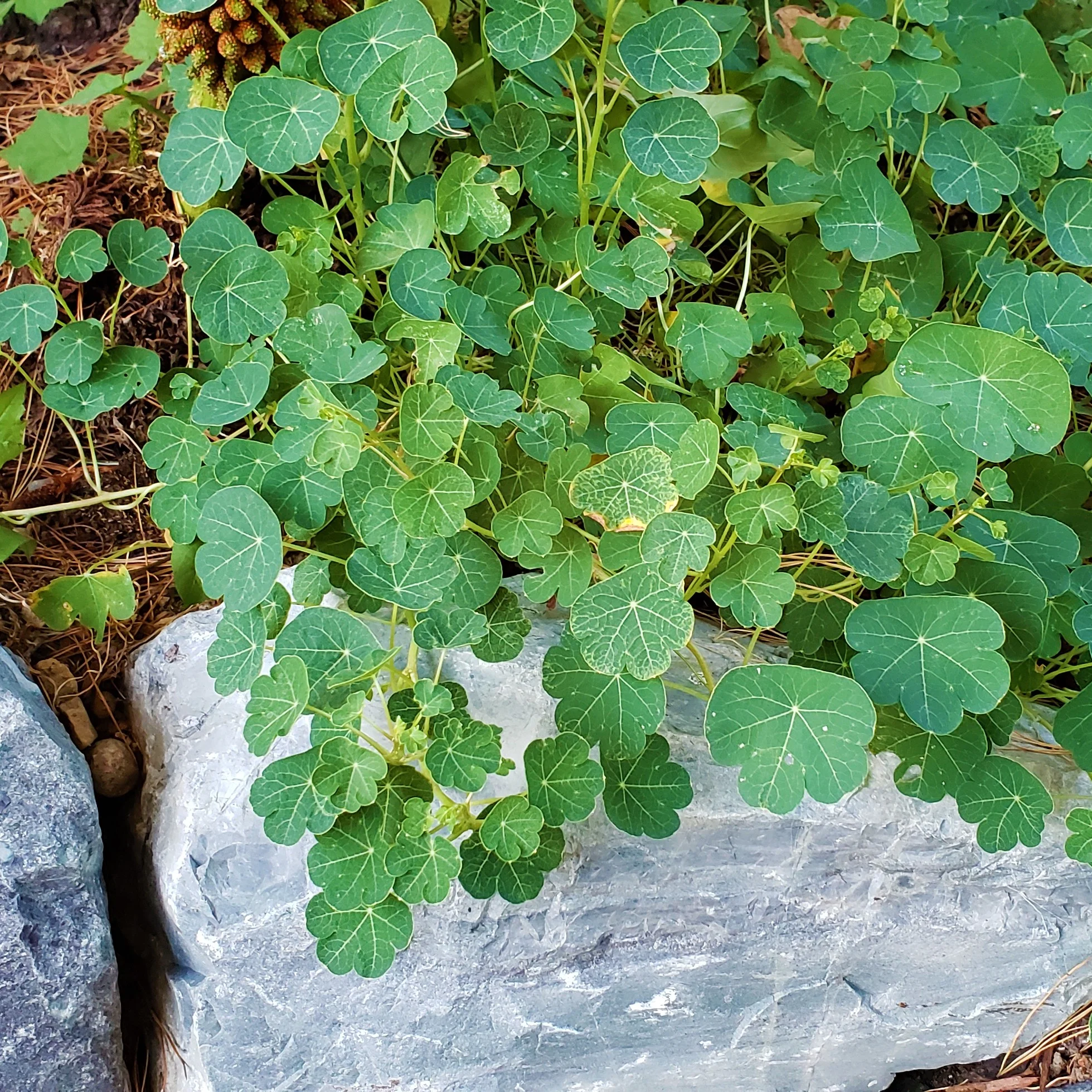 Mashua Foliage
