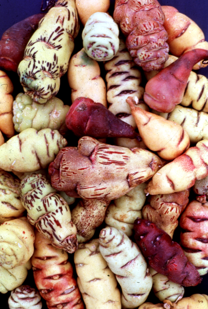 Mashua Tubers