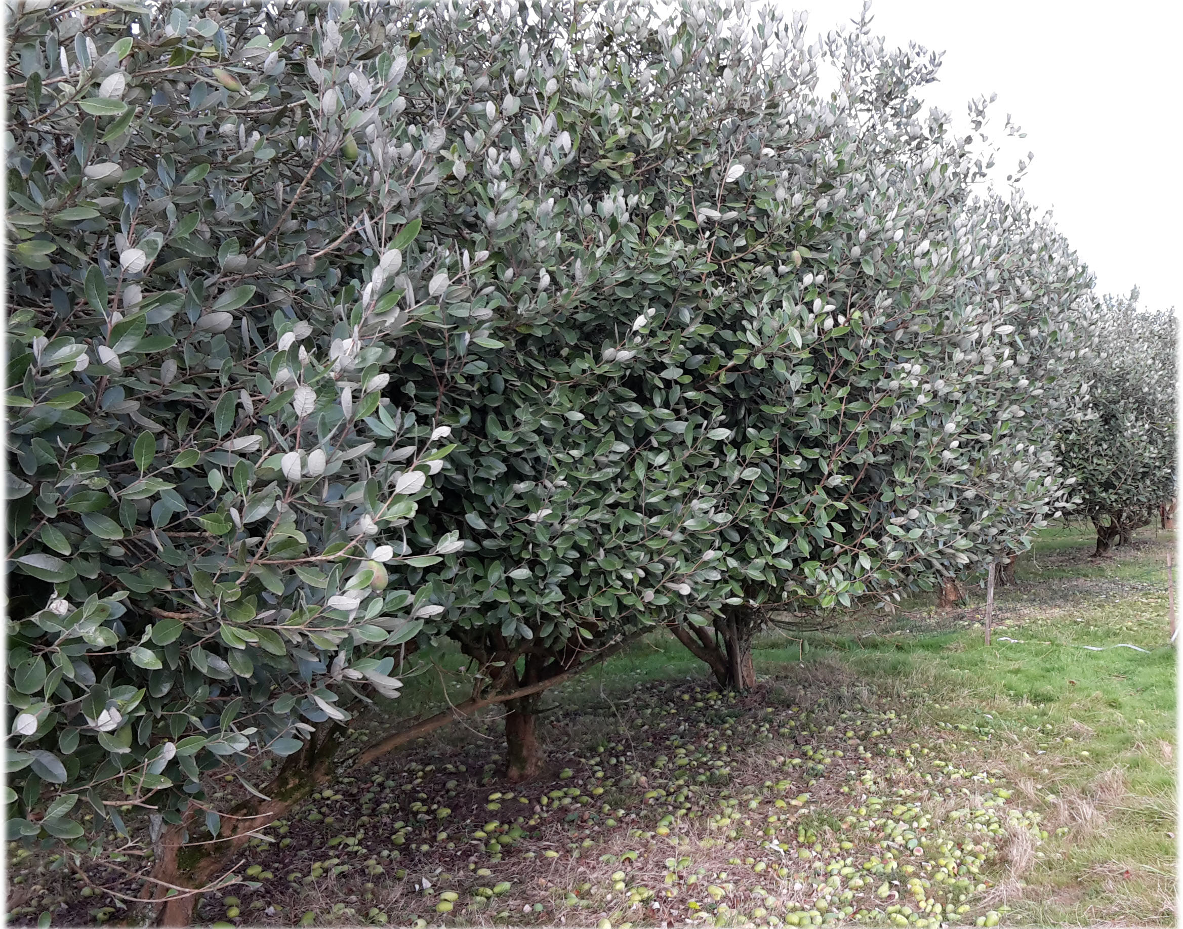 Verger_de_Feïjoa_fruits_tombés_à_terre.jpg