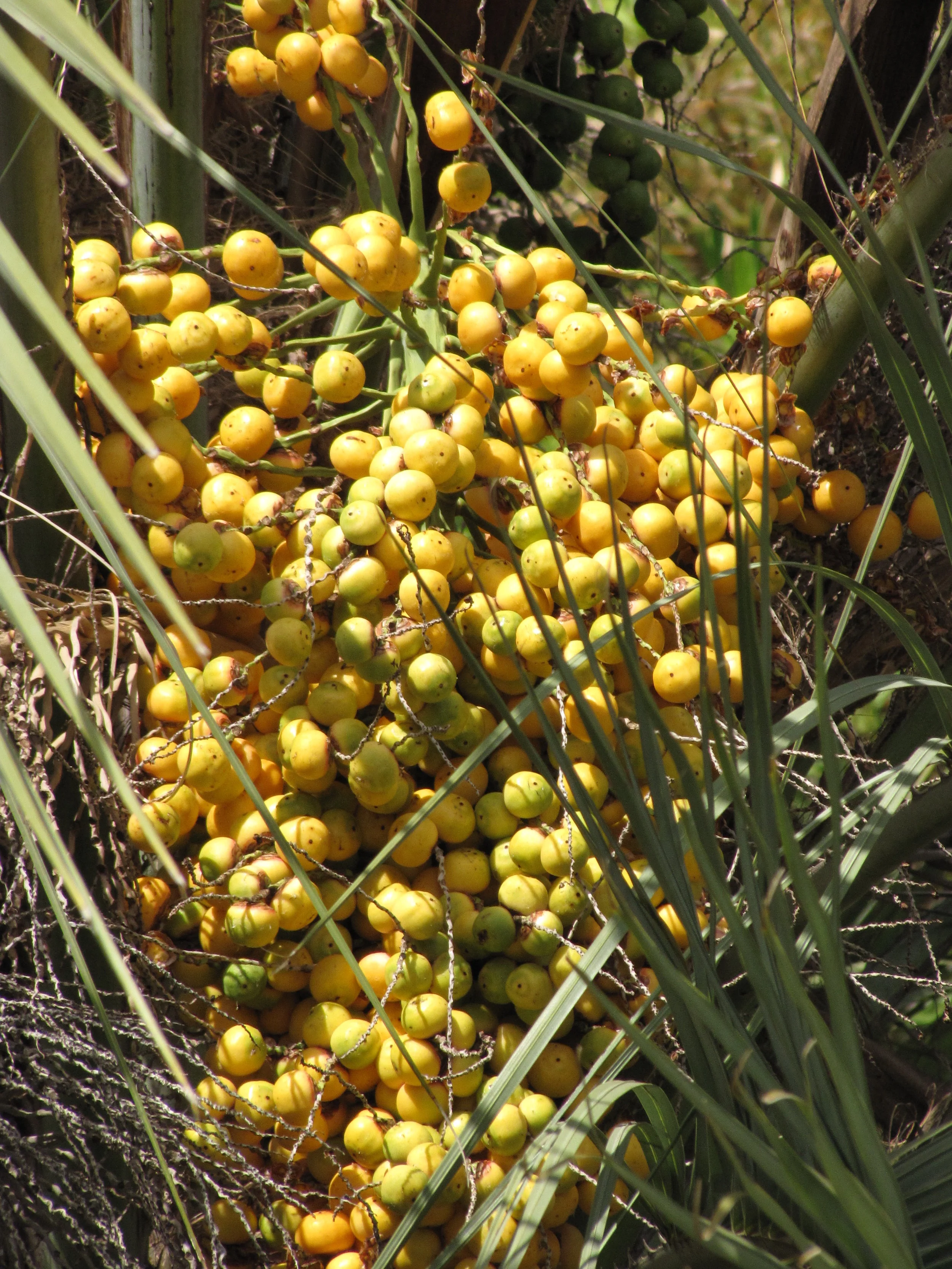 Jelly Palm — Wanderlust Nursery