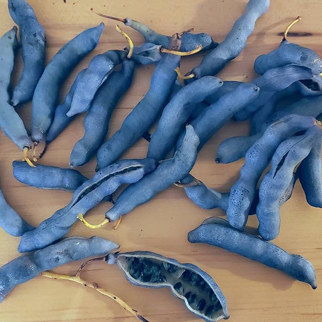 Blue Sausage Tree (Dead Man's Fingers)